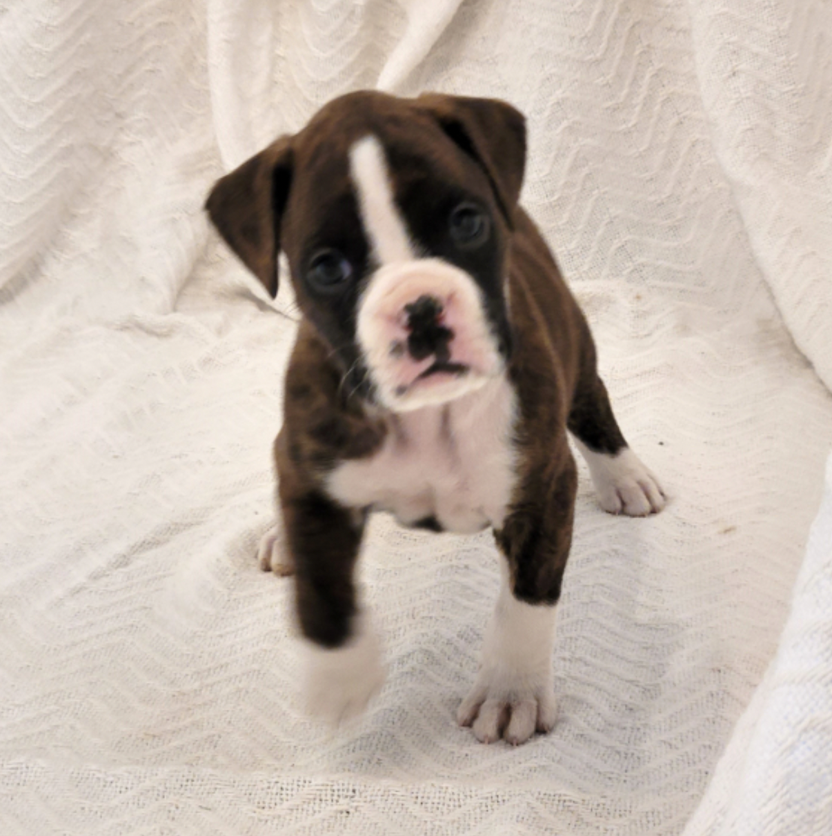Aimee female boxer puppy4