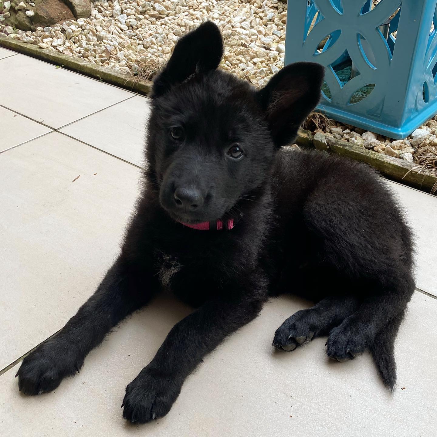 Archer the female gsd5 Archer the female gsd5