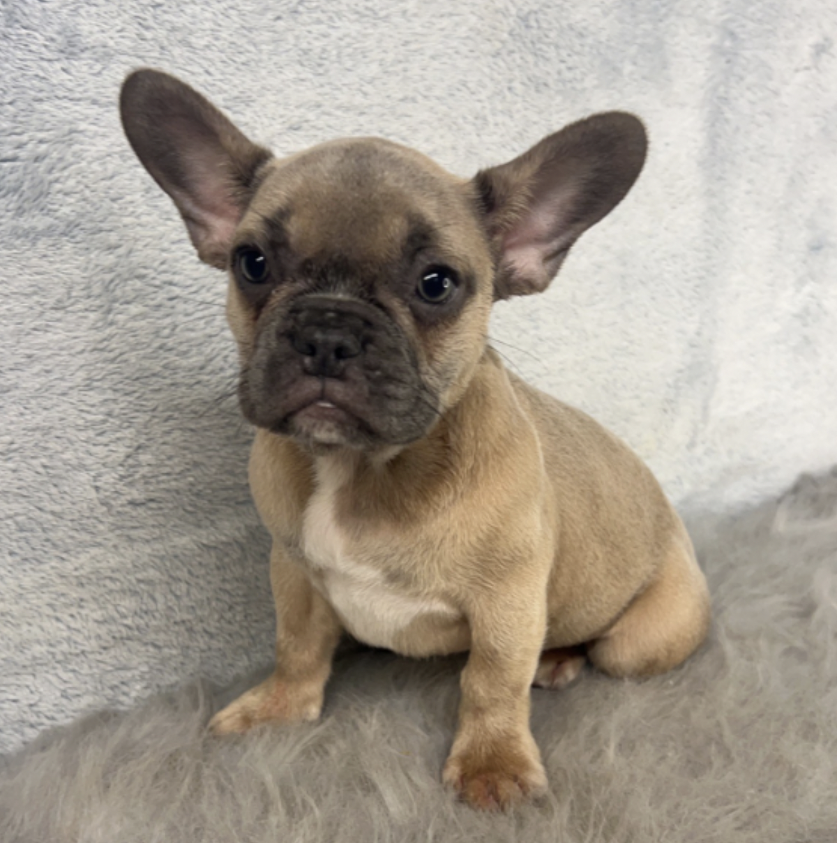 Bali female french bulldog Bali female french bulldog