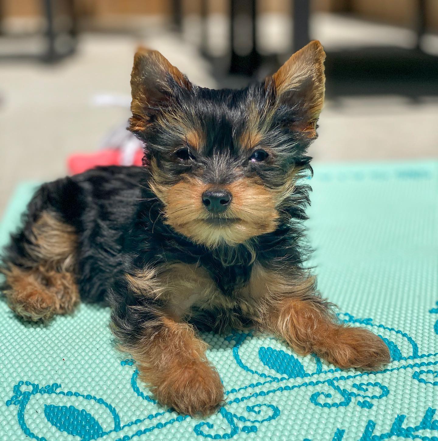 Beatrice Female Yorkie