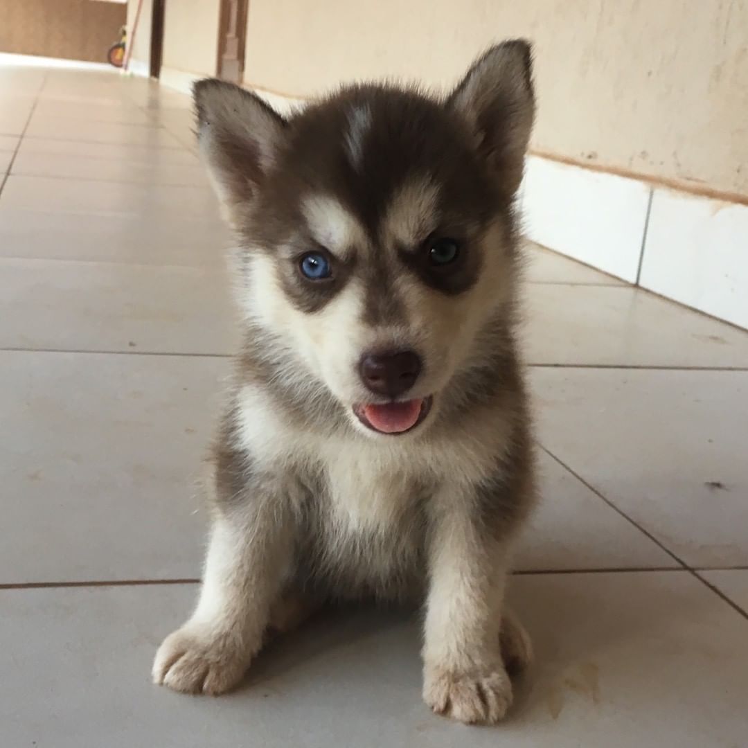 Bello The Husky Bello The Husky