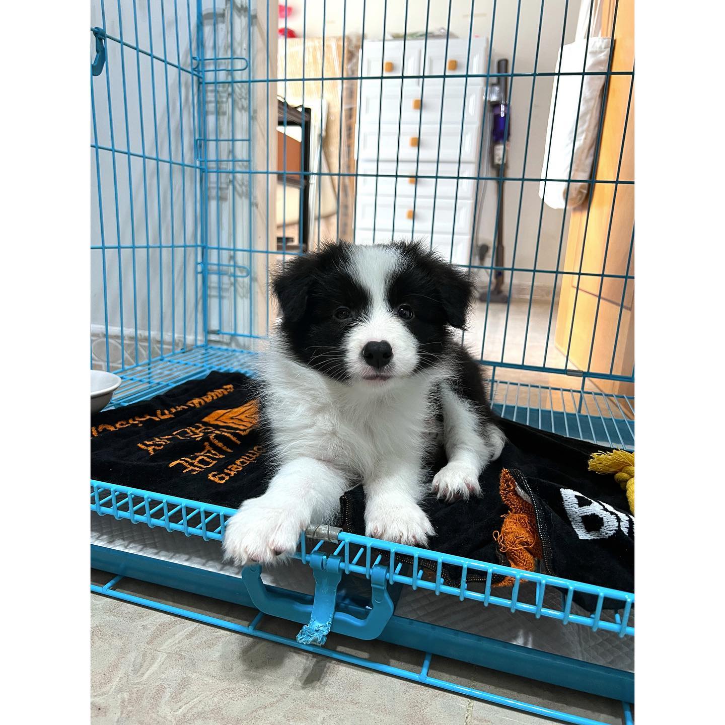 Benji male Border Collie1 Benji male Border Collie1