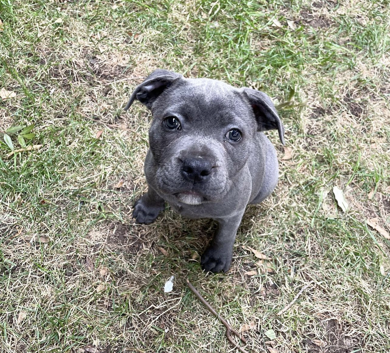 Billy the staffy6