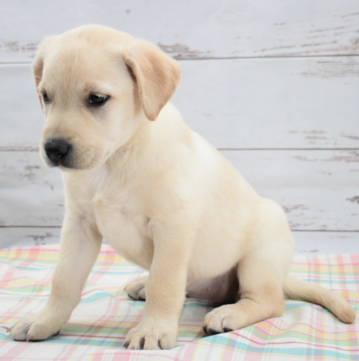 Blaire female labrador retriever1