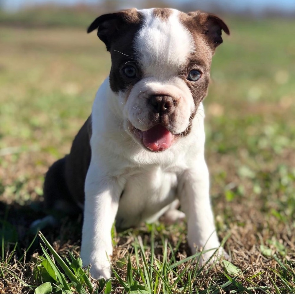 Devon boston terrier2