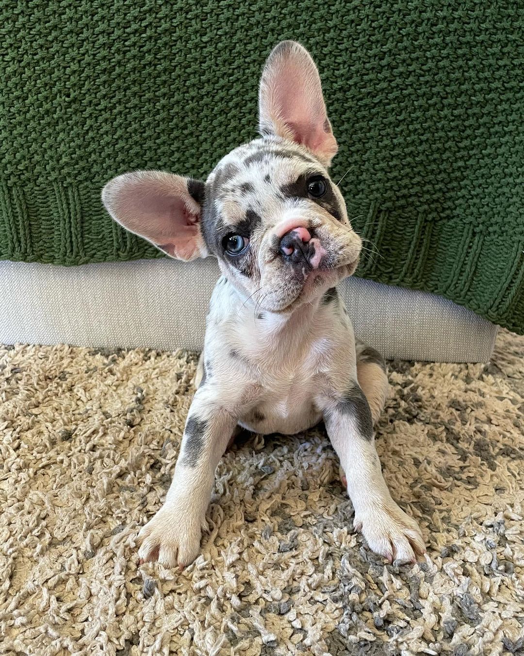 Female french bulldog Ziggy1