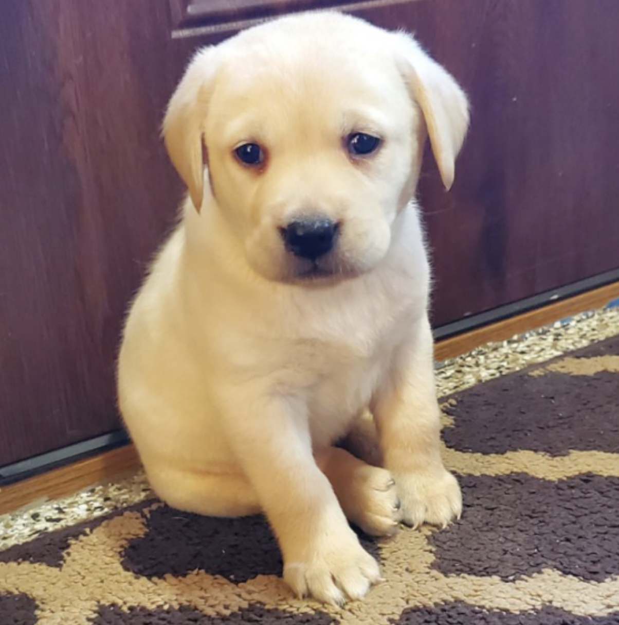 Holly Male labrador retriever4 Holly Male labrador retriever4
