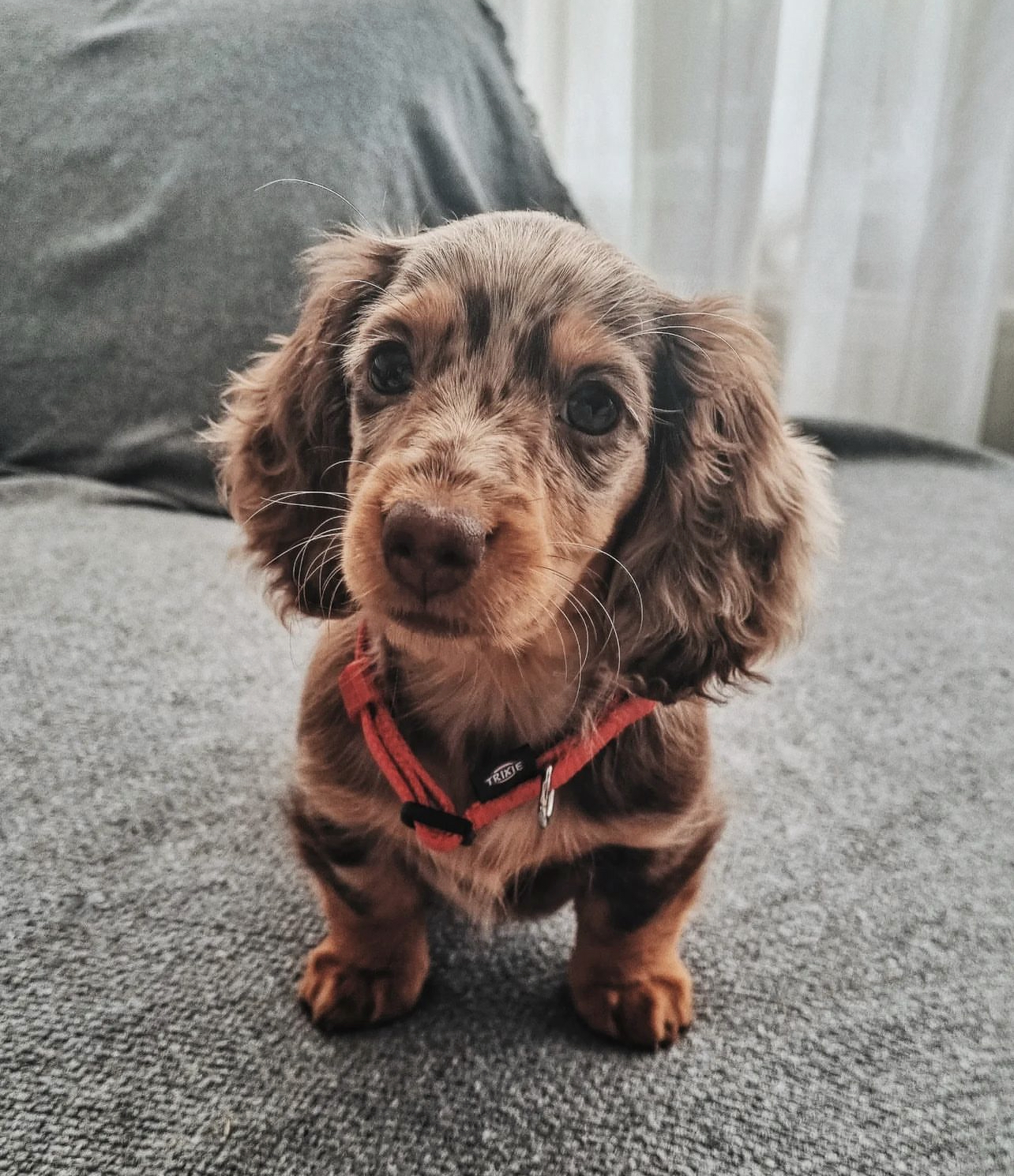 Jip female dachshund9 Jip female dachshund9