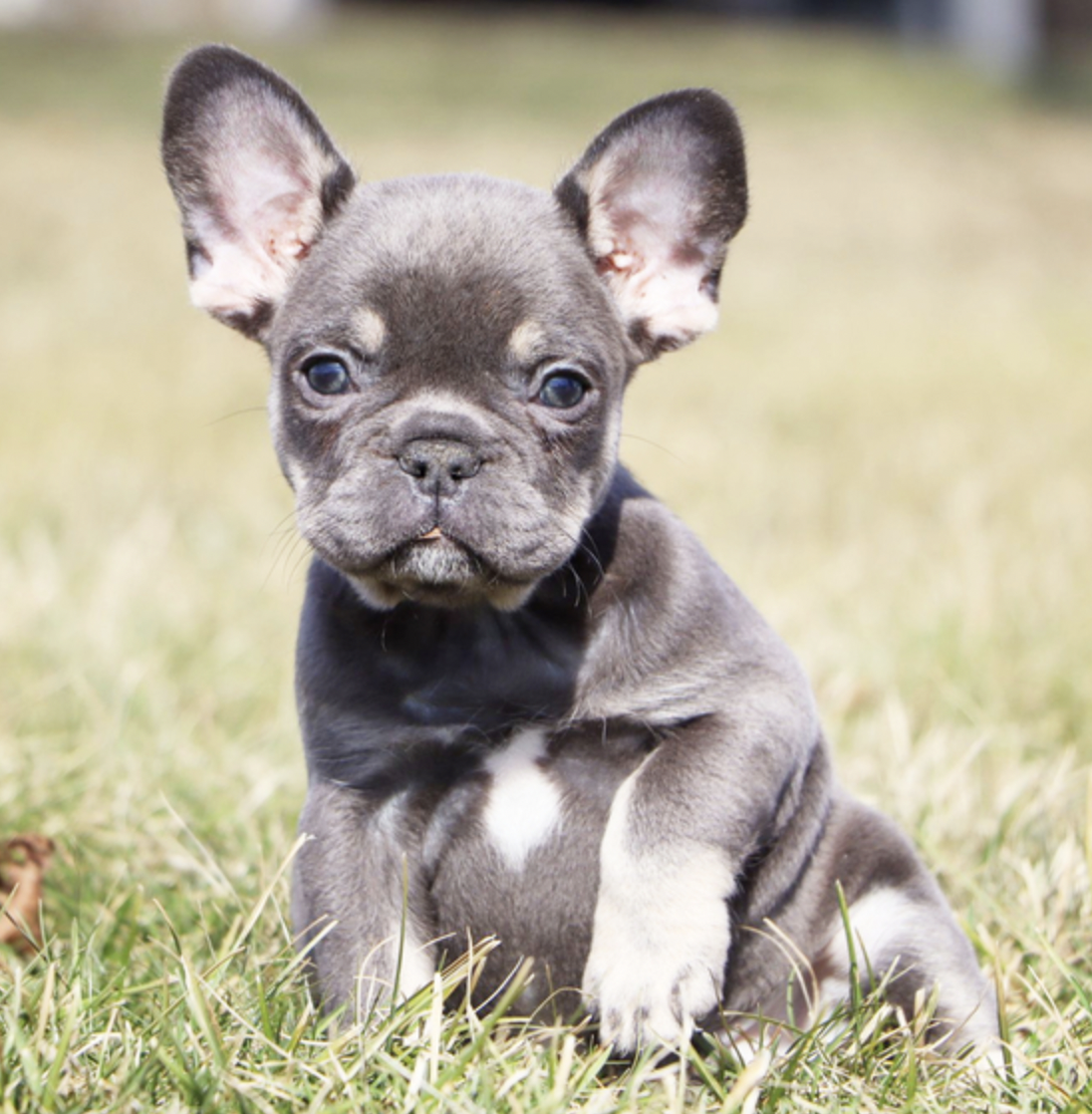 Jolie Female french bulldog Jolie Female french bulldog