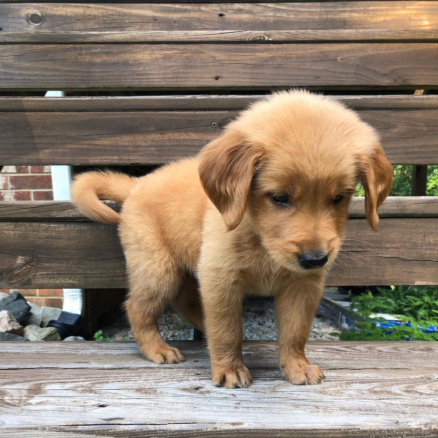 Koda male golden retriever4 Koda male golden retriever4