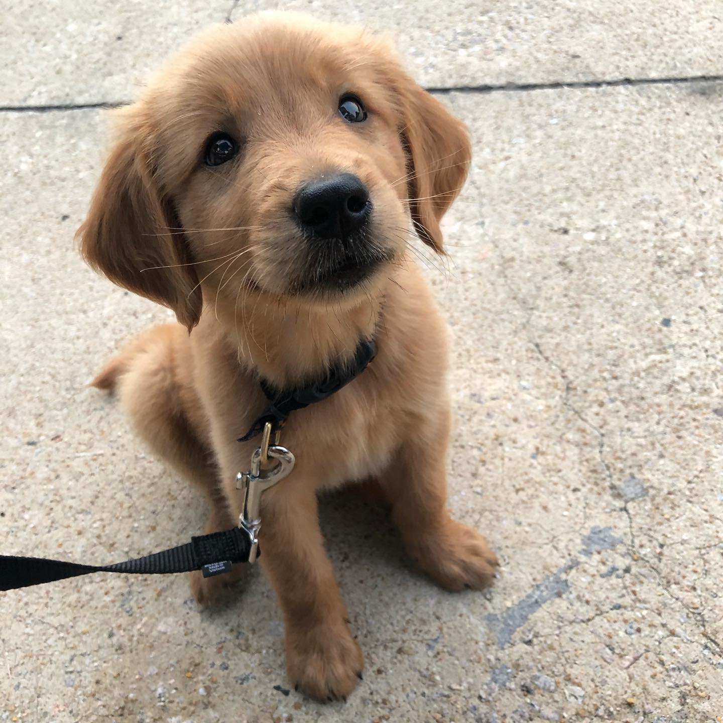 Koda male golden retriever6