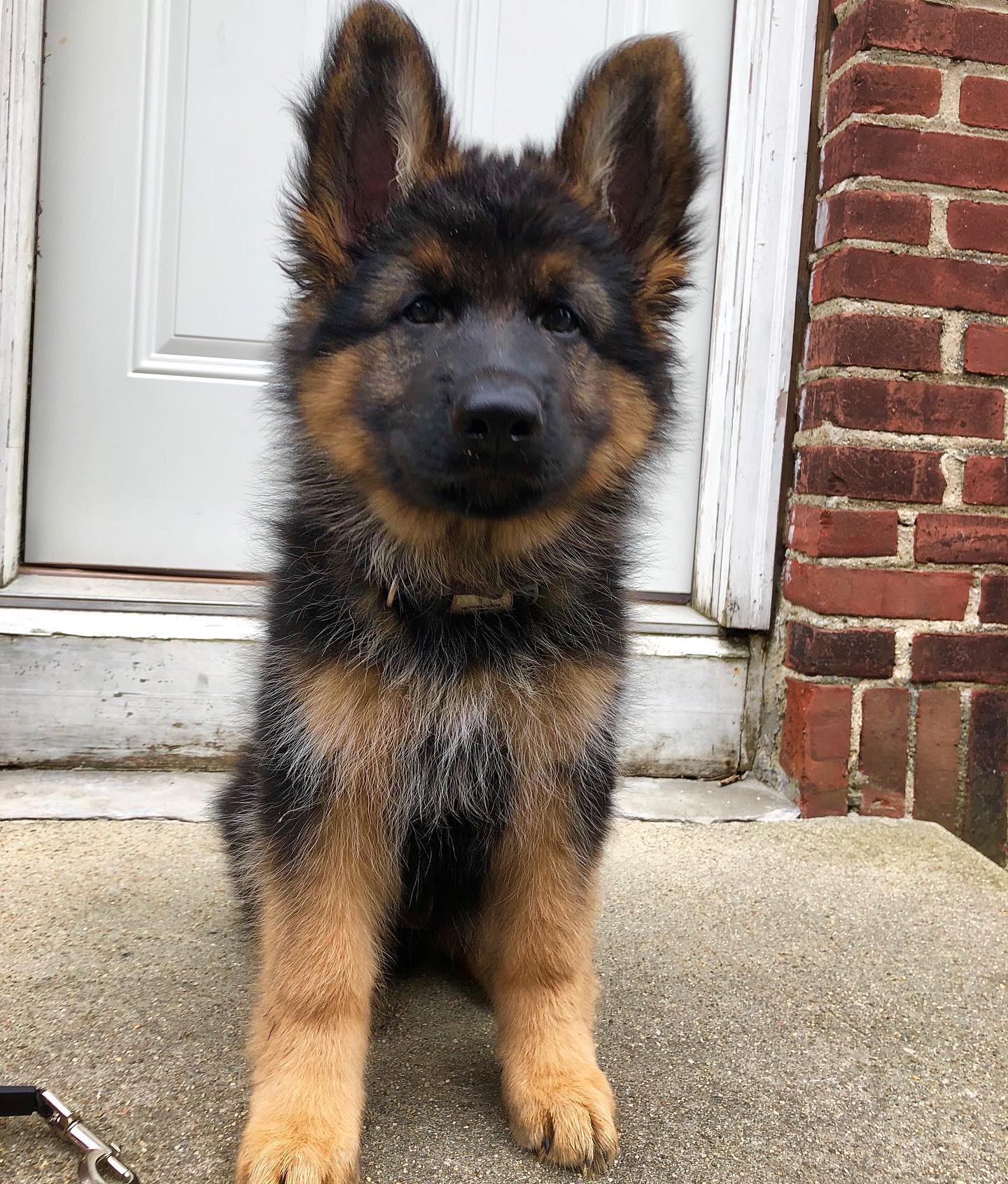 Leo male german shepherd Leo male german shepherd