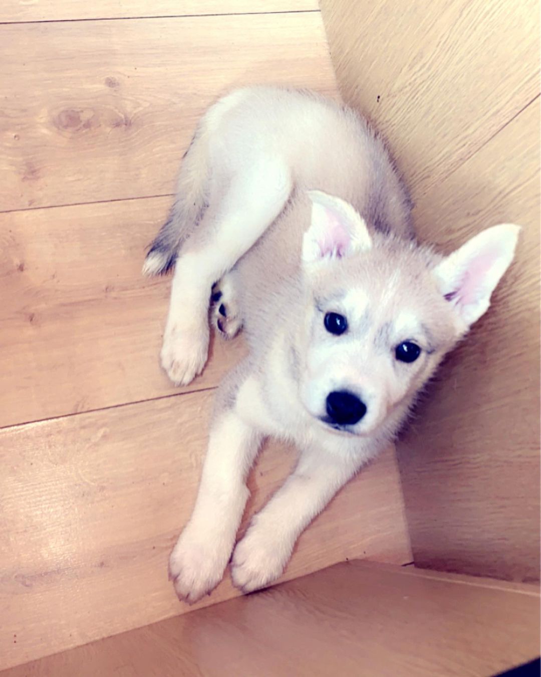 Leo the husky6 Leo the husky6