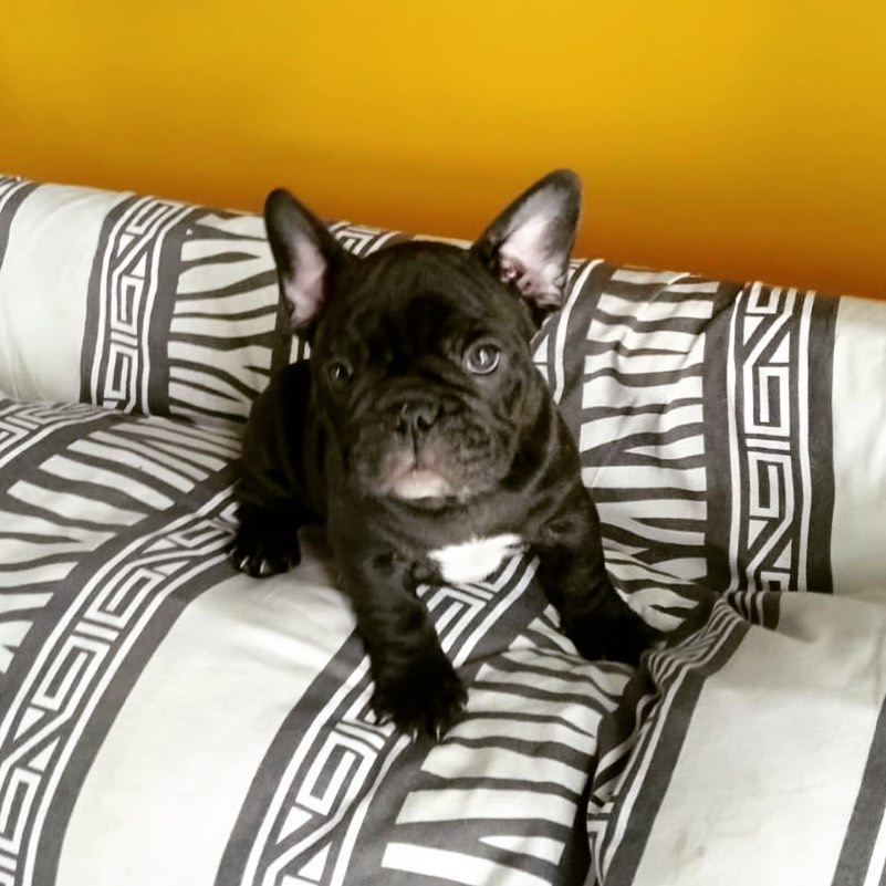 Male french bulldog boss3 Male french bulldog boss3