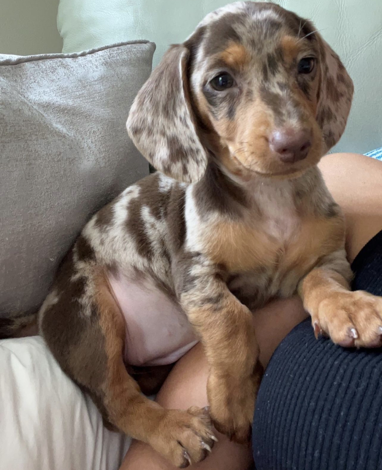 Maple Female dachshund3 Maple Female dachshund3
