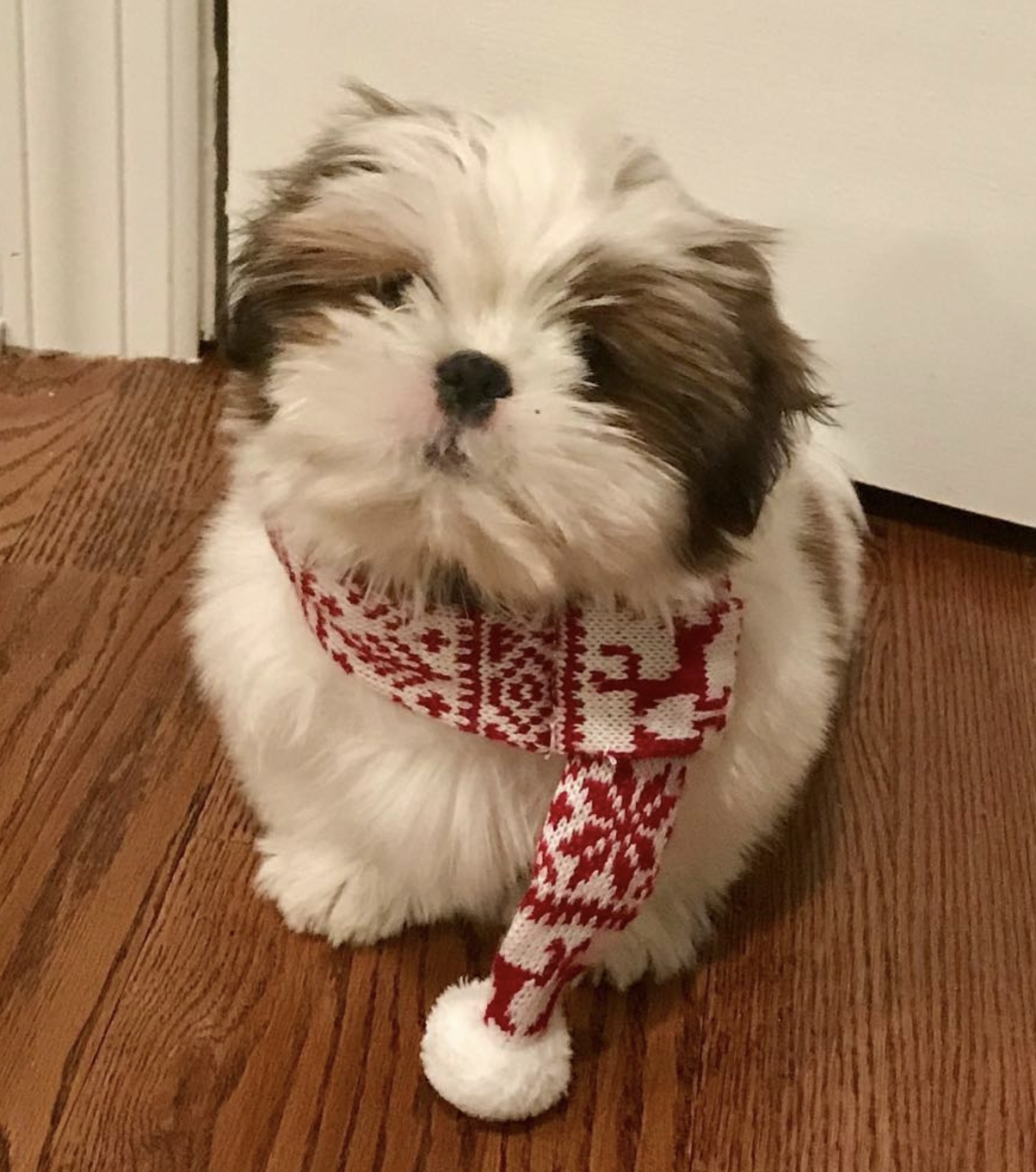 Mason Shih tzu
