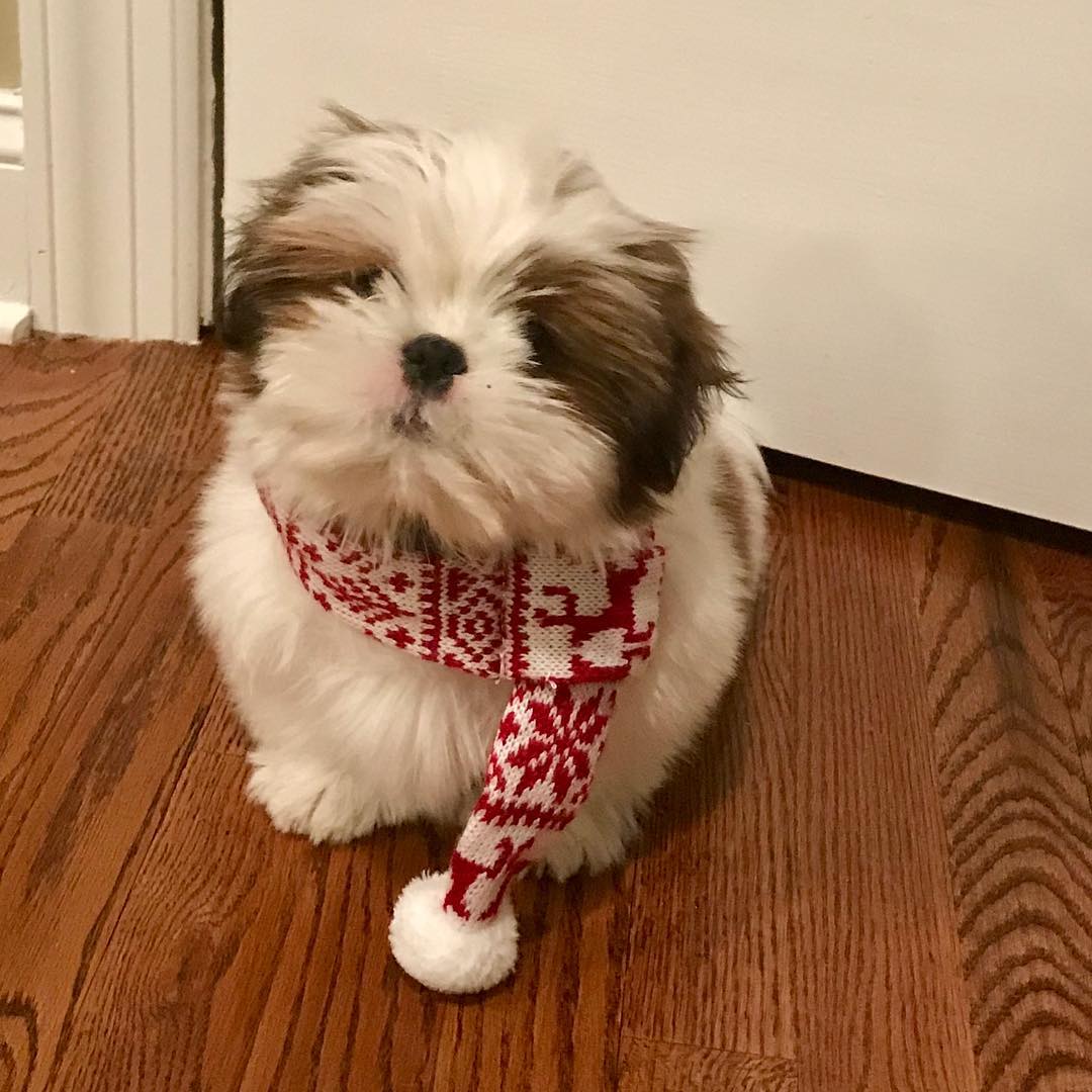 Mason male shih tzu Mason male shih tzu