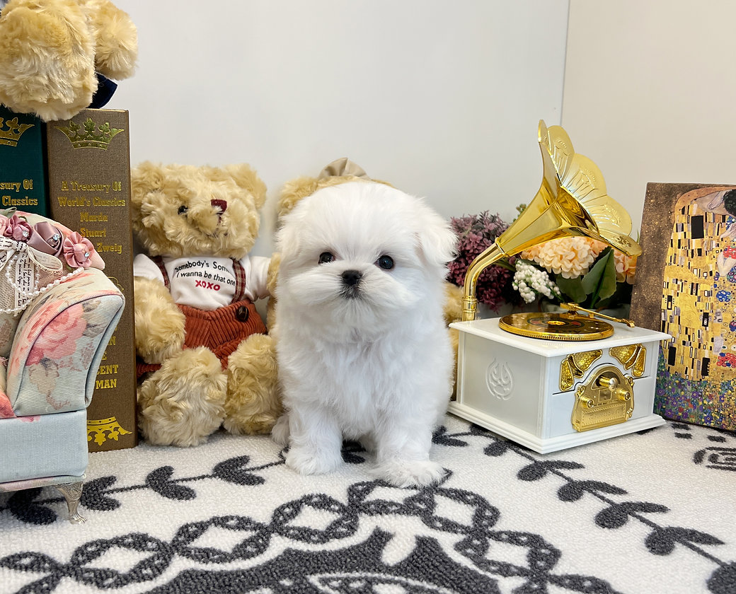 Miniature female maltese jin1