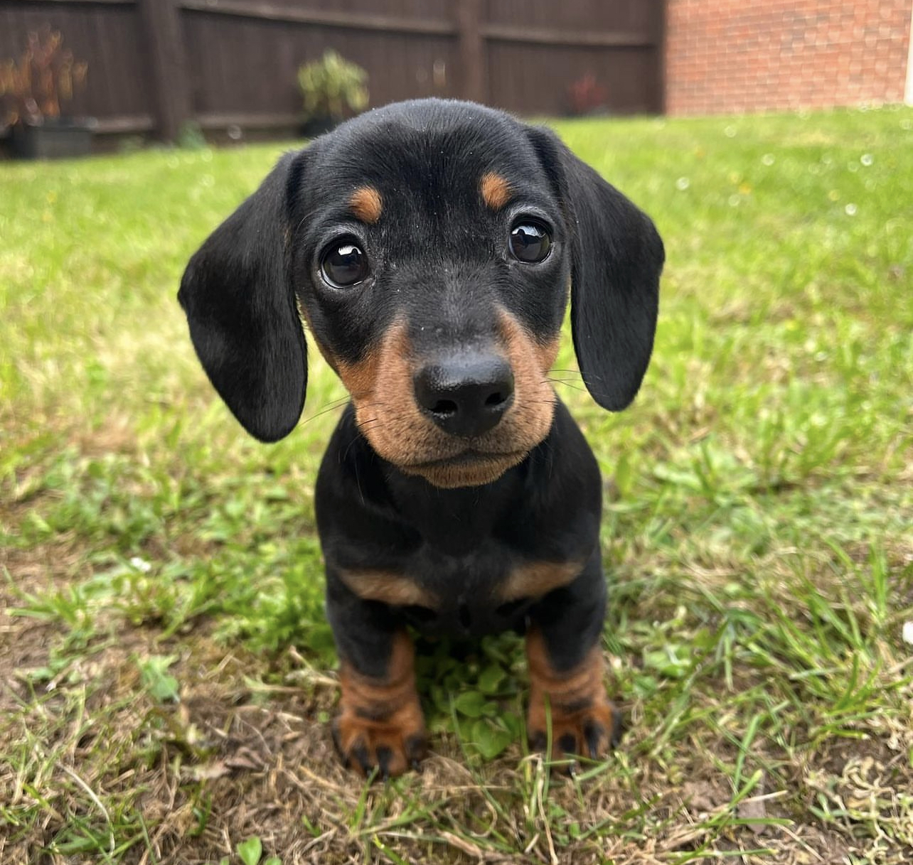 Myla the dachshund3