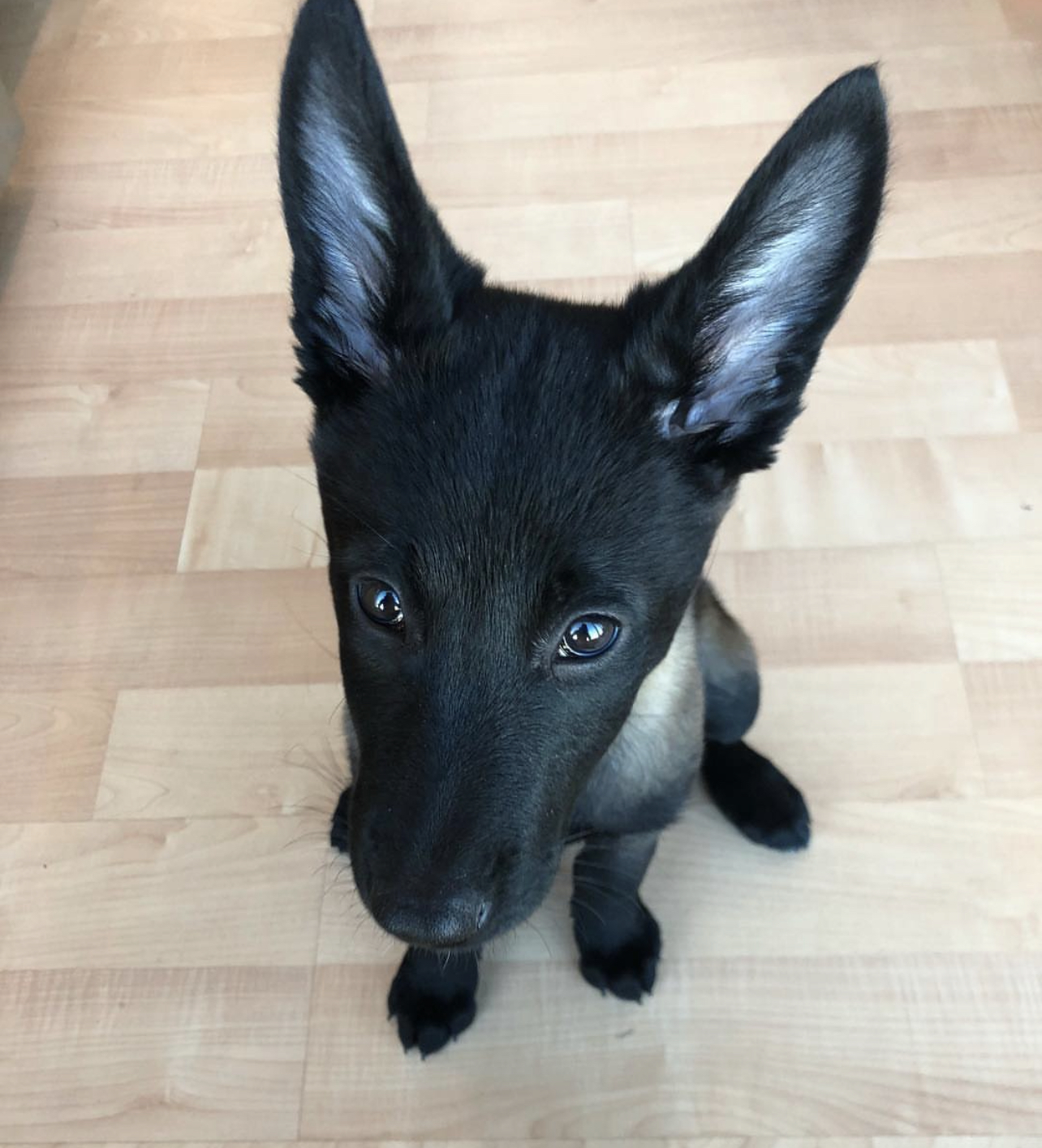 Nix the male Belgian Malinois3