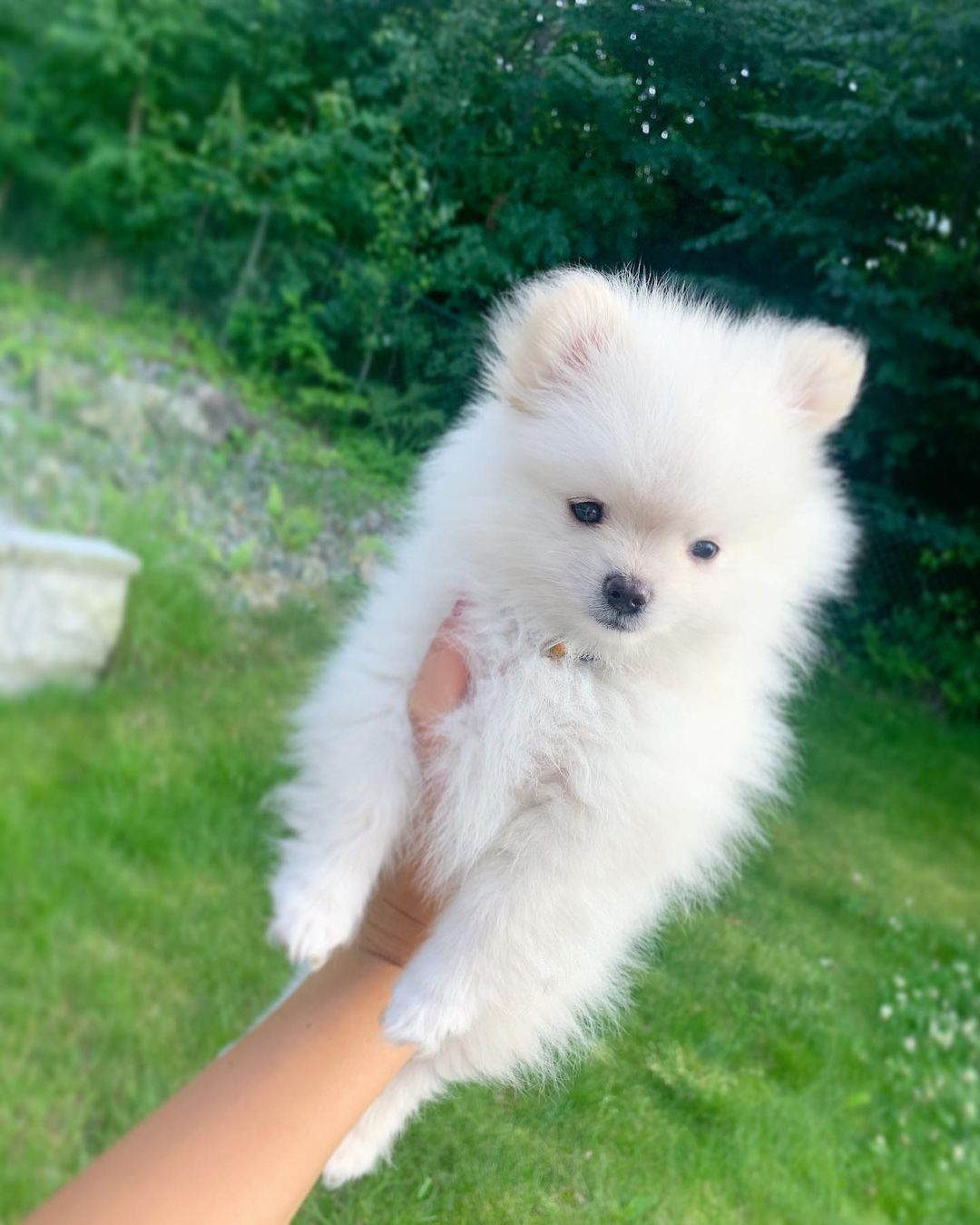 Olla The Pomeranian5