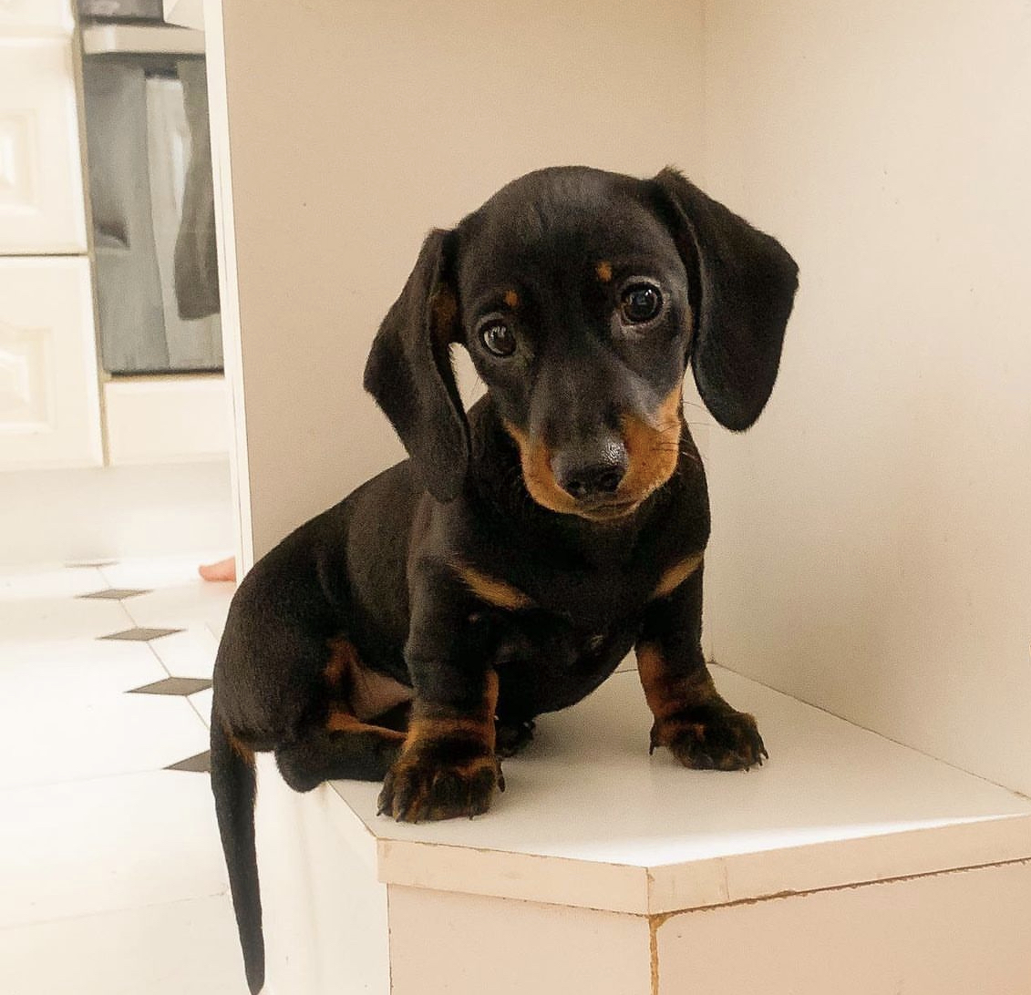 Ottis male dachshund5 Ottis male dachshund5
