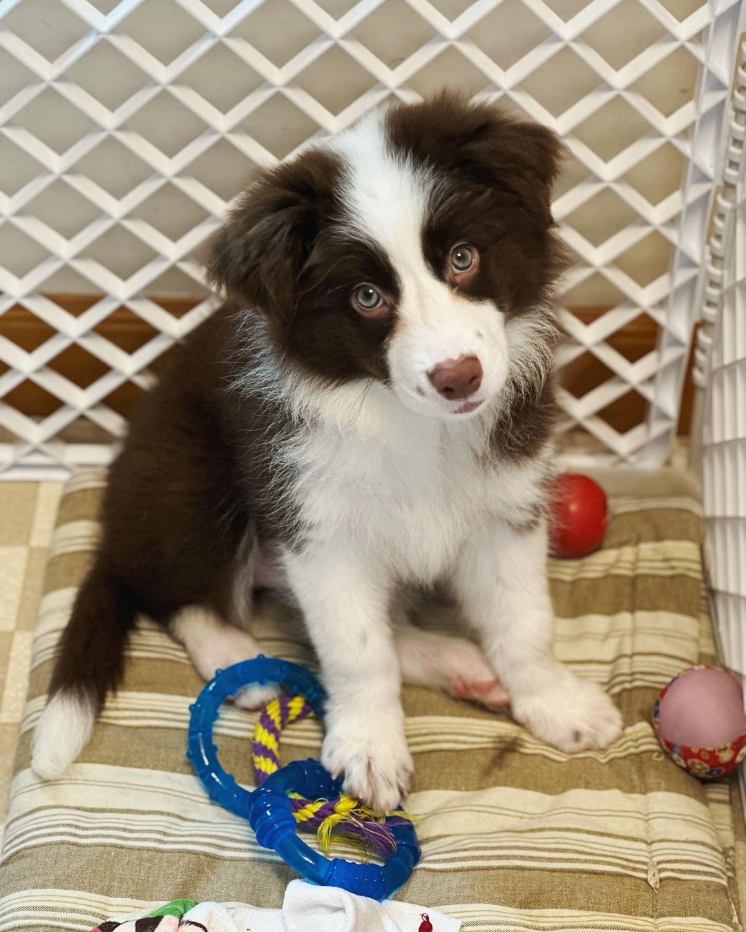 Pandaa border collie