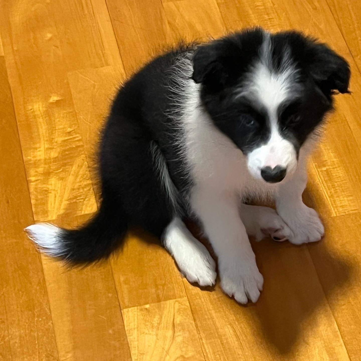 Pluto male border collie2 Pluto male border collie2