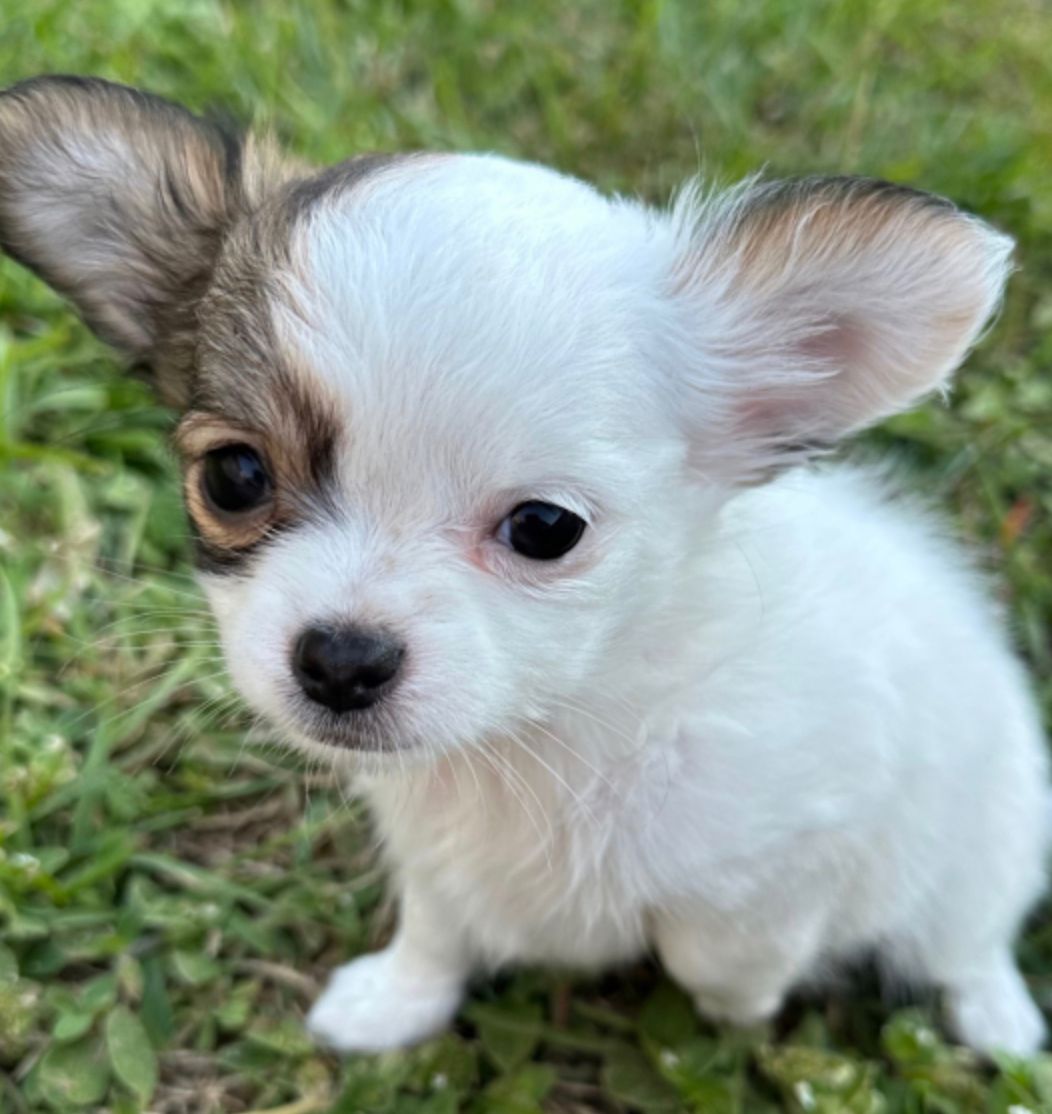 Prince the male chihuahua2