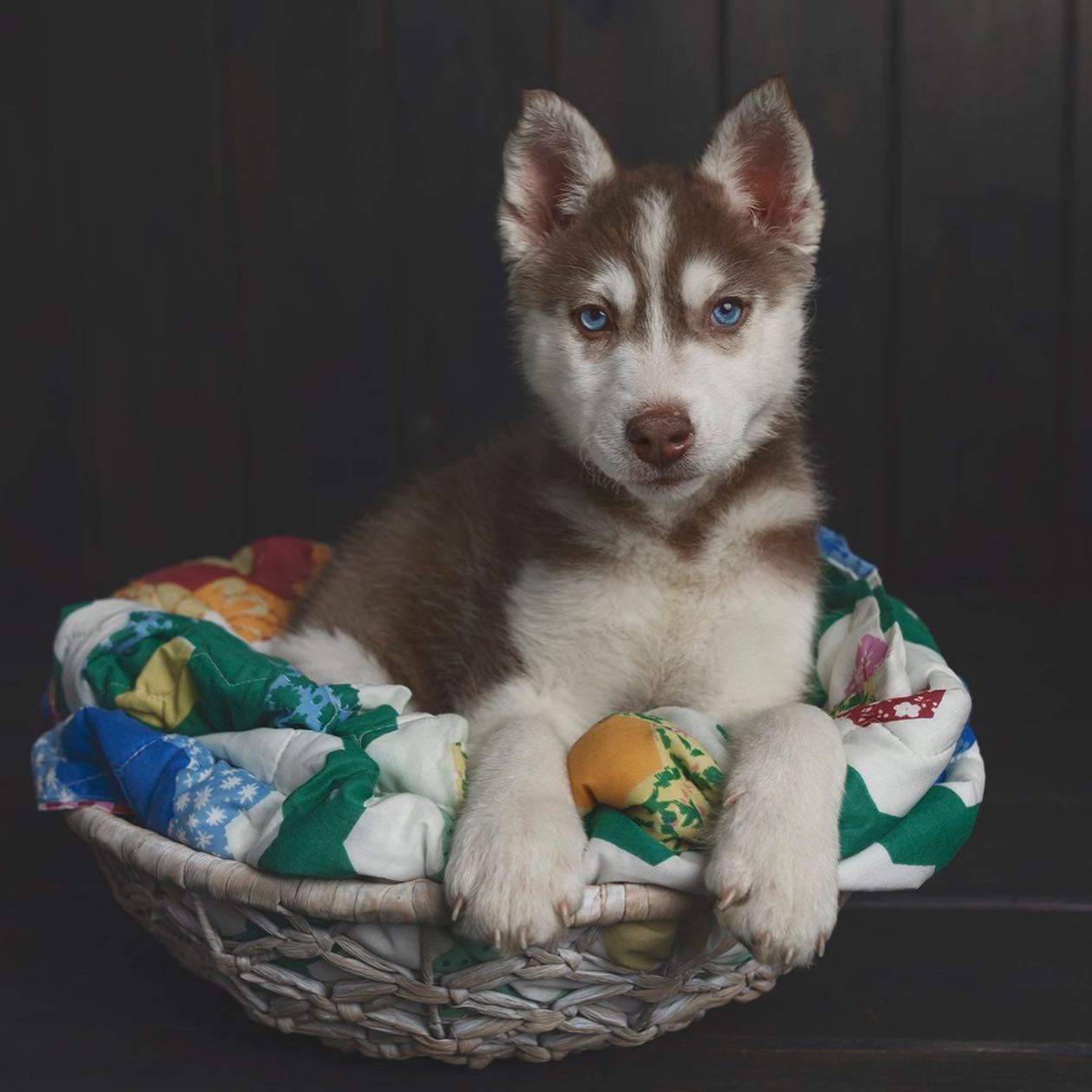Sandy the husky2 Sandy the husky2