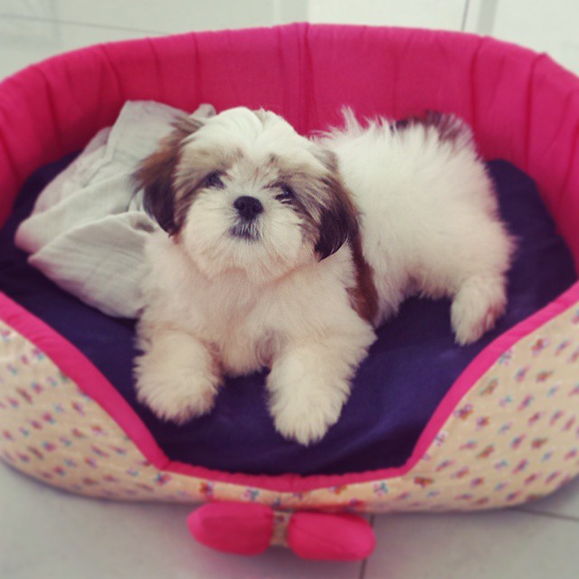 Sissi Female Shih Tzu Sissi Female Shih Tzu