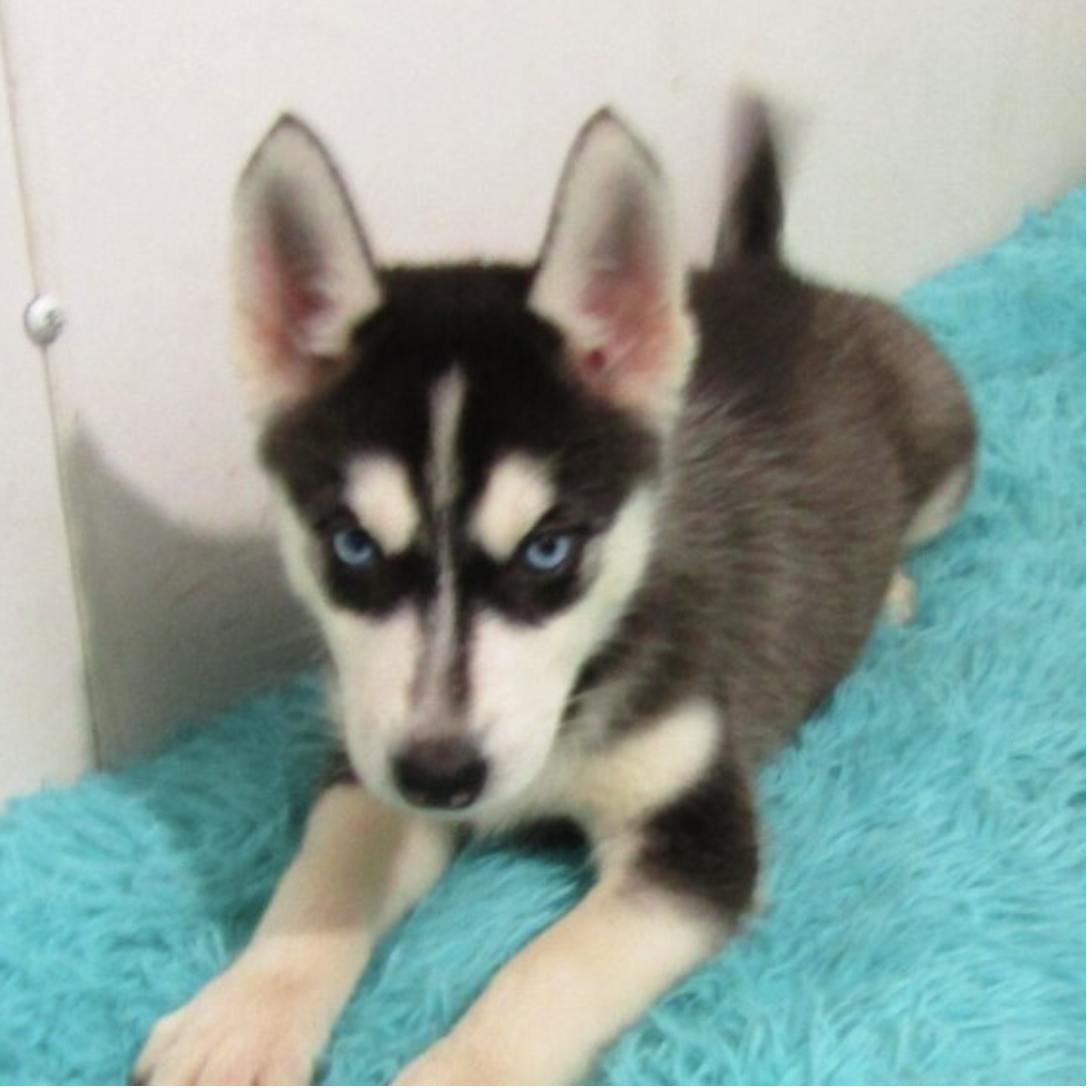 Tammy the husky3 Tammy the husky3
