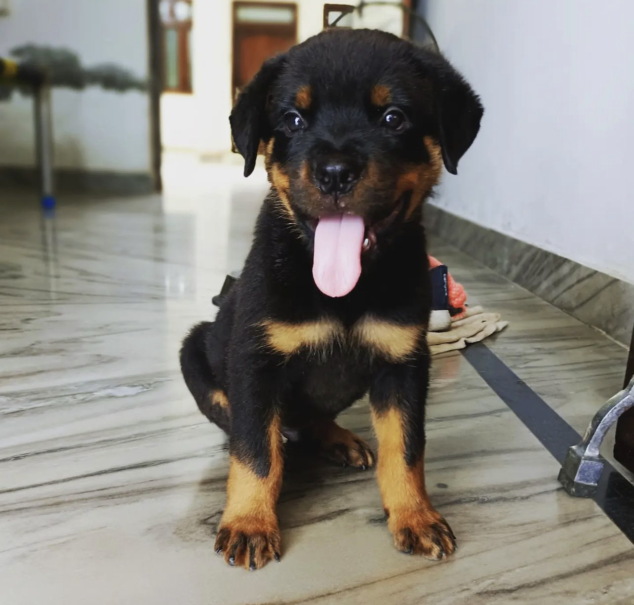 Tyson the male rottweiler2