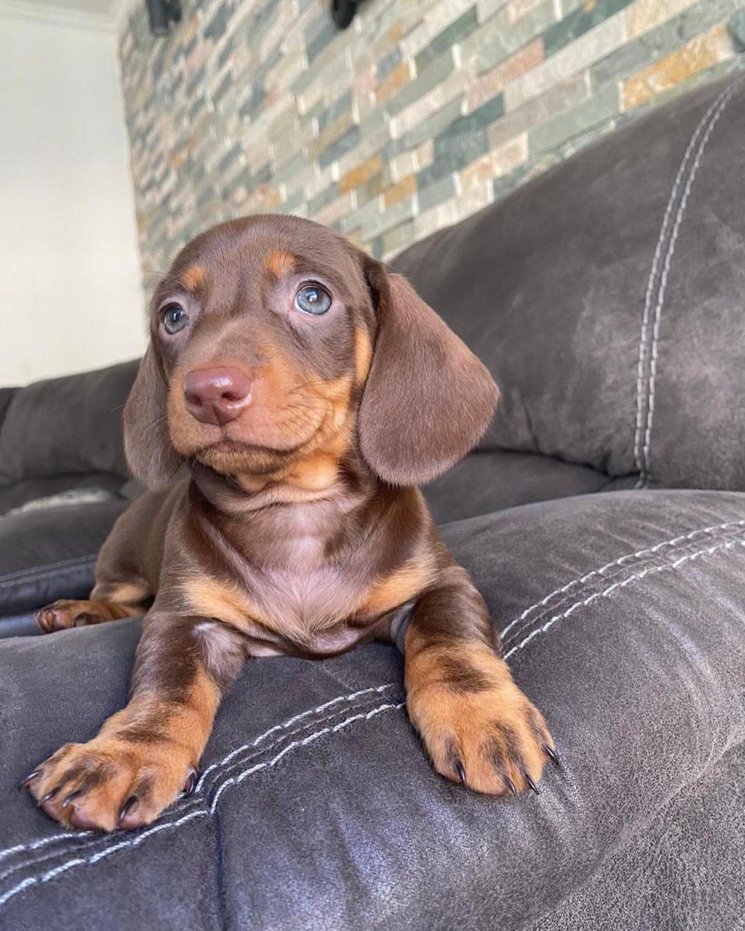 https://www.instagram.com/p/CS4h97OLDGK/ Here Rita was only one month and ten days old! ?? Aquí Rita tenía solo 1 mes y 10 días!
#lovelyrita #dachshund #dachshundsofinstagram #dogsofinstagram #doxie #dog #doxiesofinstagram #sausagedog #dogs #puppy #chocolateandtan #chocolatedachshund #dachshunds #dachshundpuppy #dachshundoftheday #sausagedogcentral #minidachshund #dachshundlove #puppylove #dachshundappreciation #cute #doxies #puppiesofinstagram #doxielove #miniaturedachshund #minidoxie #dogstagram #dachshundsunited #dogs_of_instagram #dachshund_feature