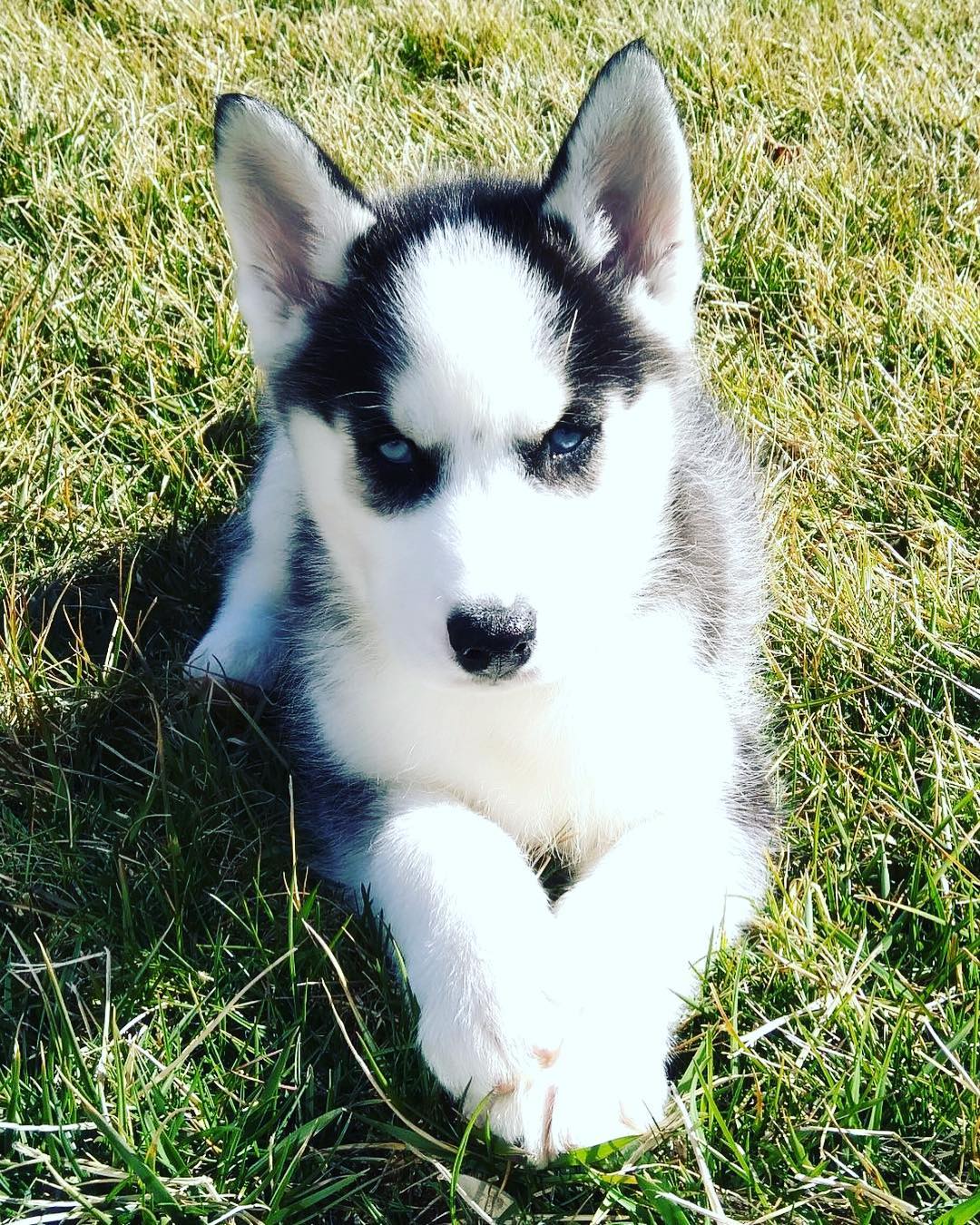 Zane the husky puppy1