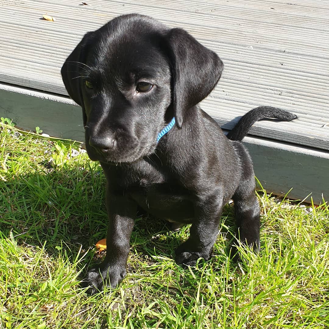 a.lab.called.milo_1600439633_2400984126294642513_40438208933 a.lab.called.milo_1600439633_2400984126294642513_40438208933
