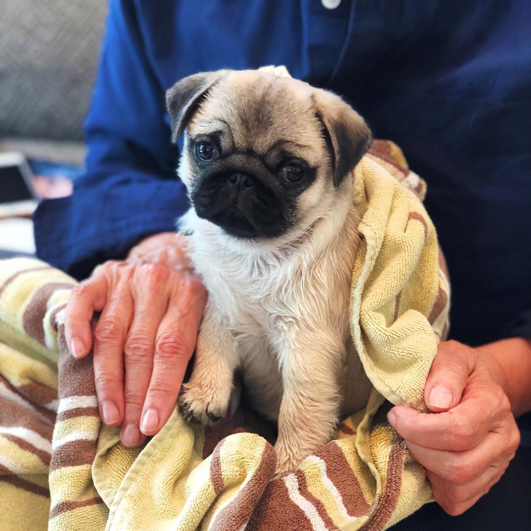 biscuit_the_pug_puppy_35999705_553055691758564_6097023509114912768_n biscuit_the_pug_puppy_35999705_553055691758564_6097023509114912768_n