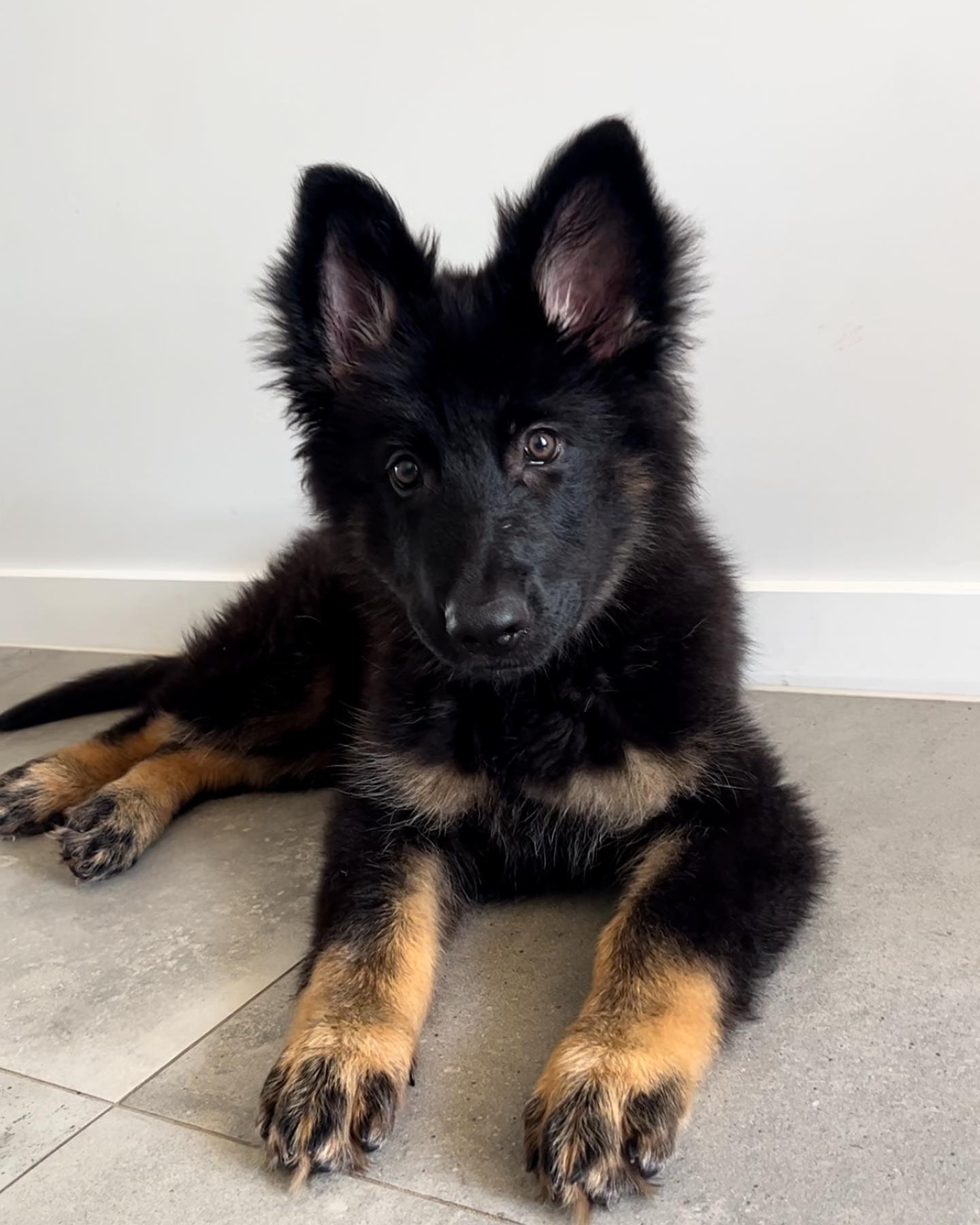 chronicles.of.freya.the.gsd_1678169140_3053026490133920628_58167399942