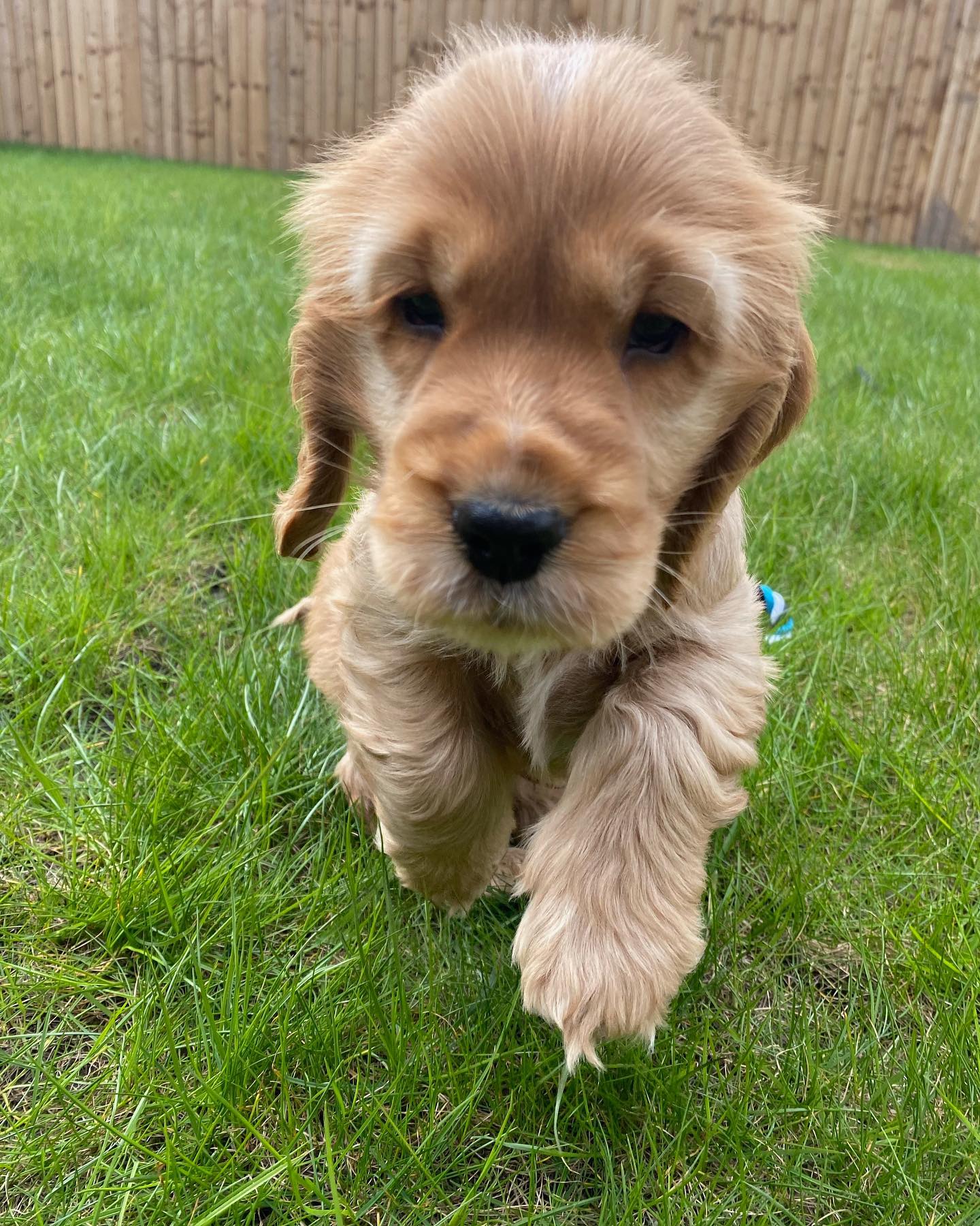 golden_cocker_spaniel_hunter_1620079866_2565738340634980461_47475321860 golden_cocker_spaniel_hunter_1620079866_2565738340634980461_47475321860