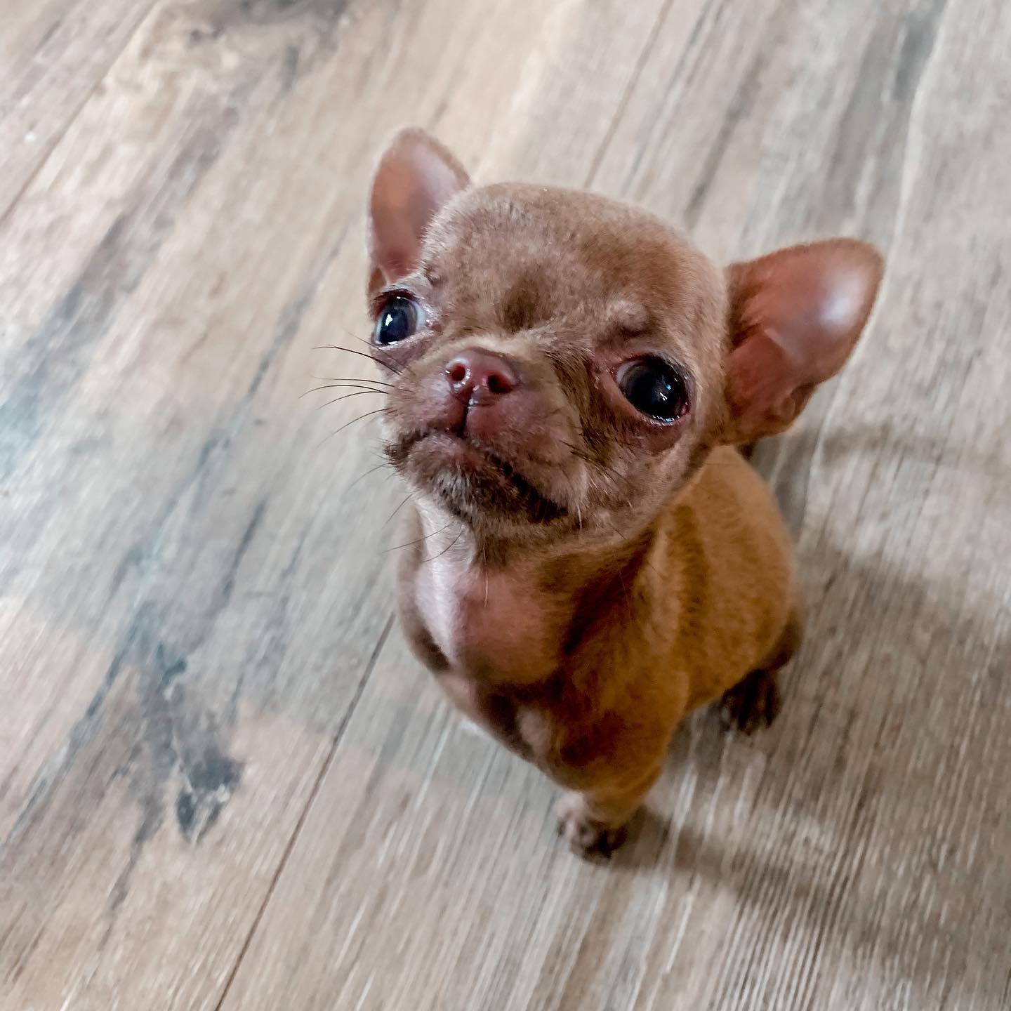 janetjacklintheteacupchihuahua_104380693_155395376048555_5640203115697508429_n janetjacklintheteacupchihuahua_104380693_155395376048555_5640203115697508429_n