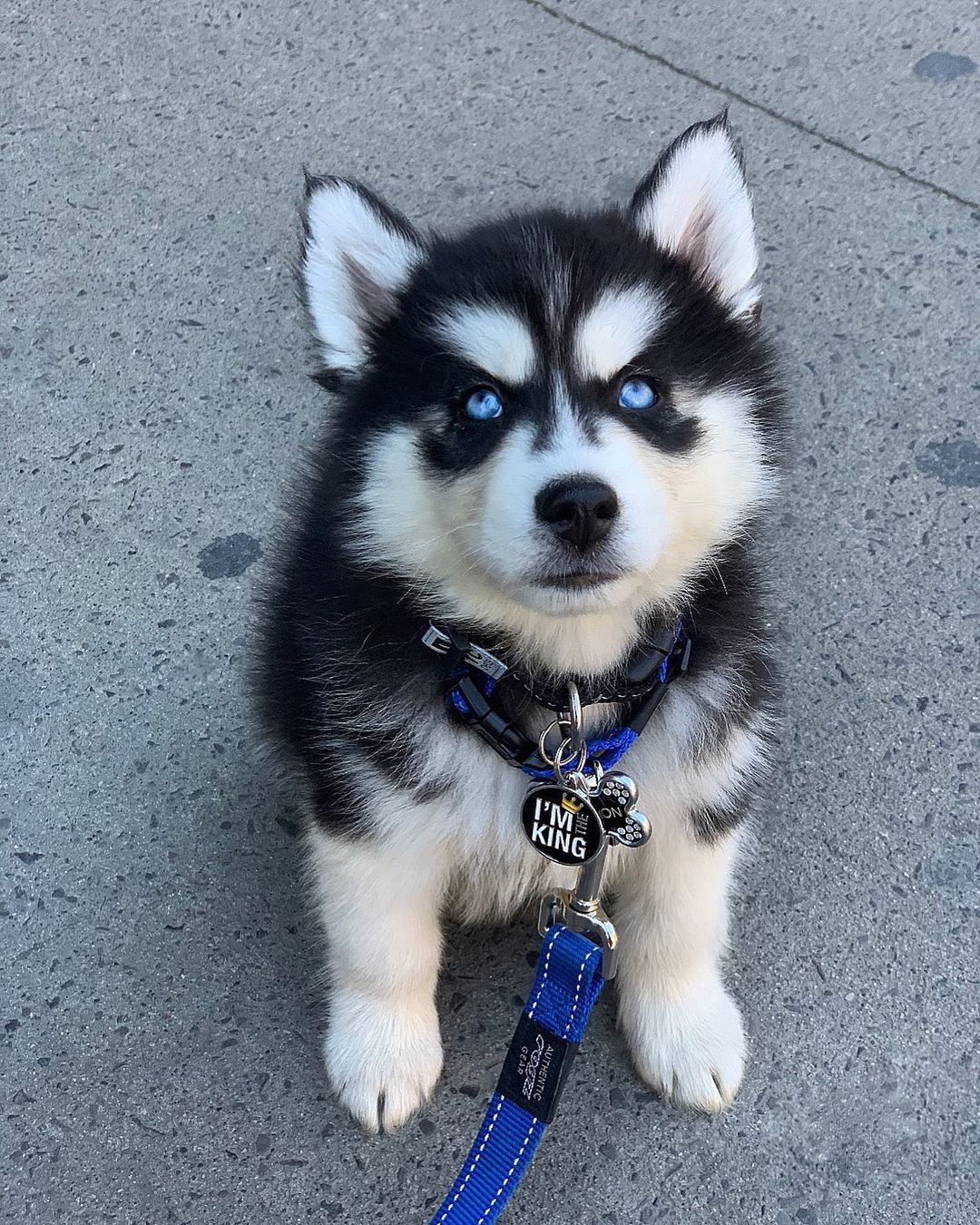 king.the.husky king.the.husky