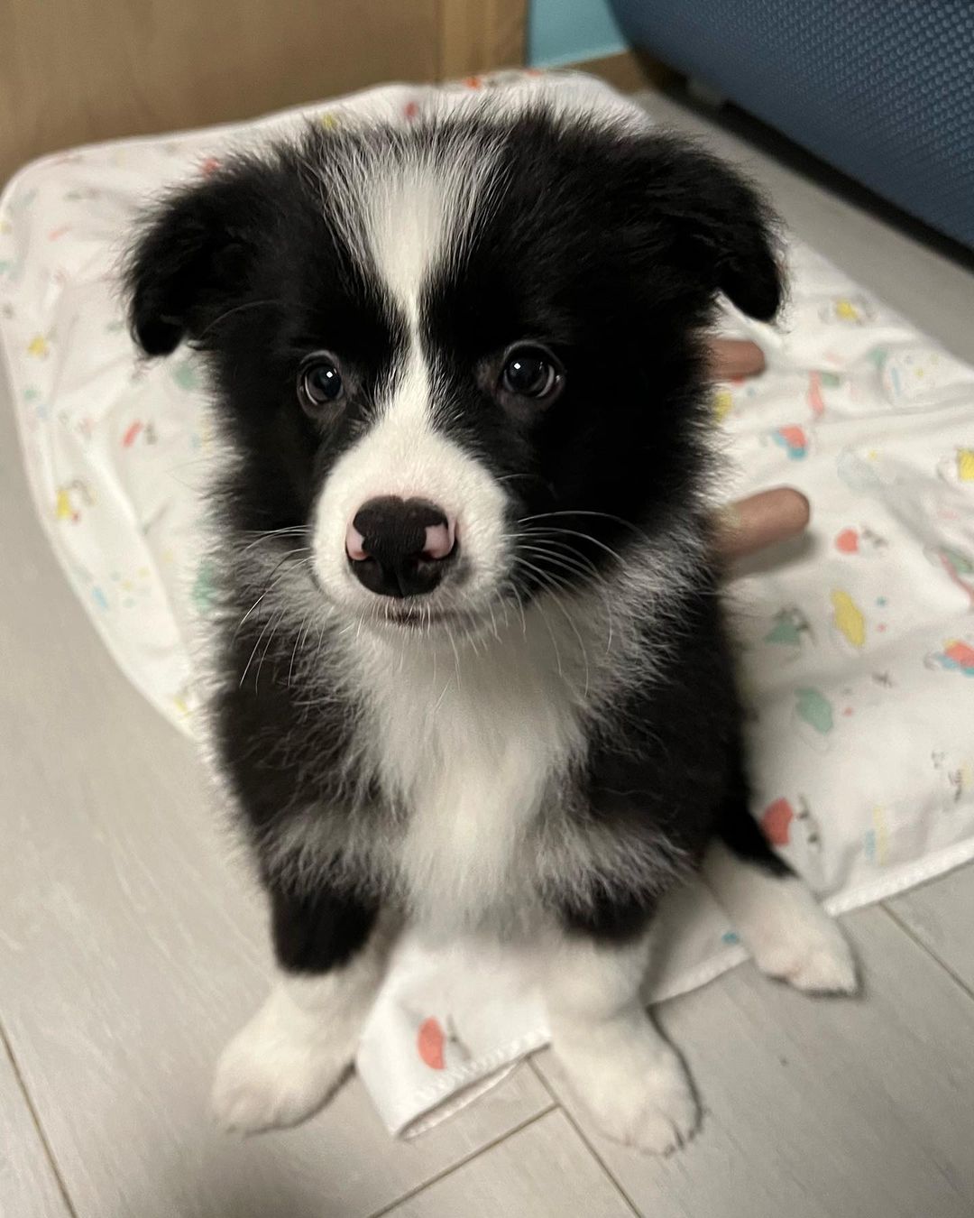 lexi female border collie lexi female border collie
