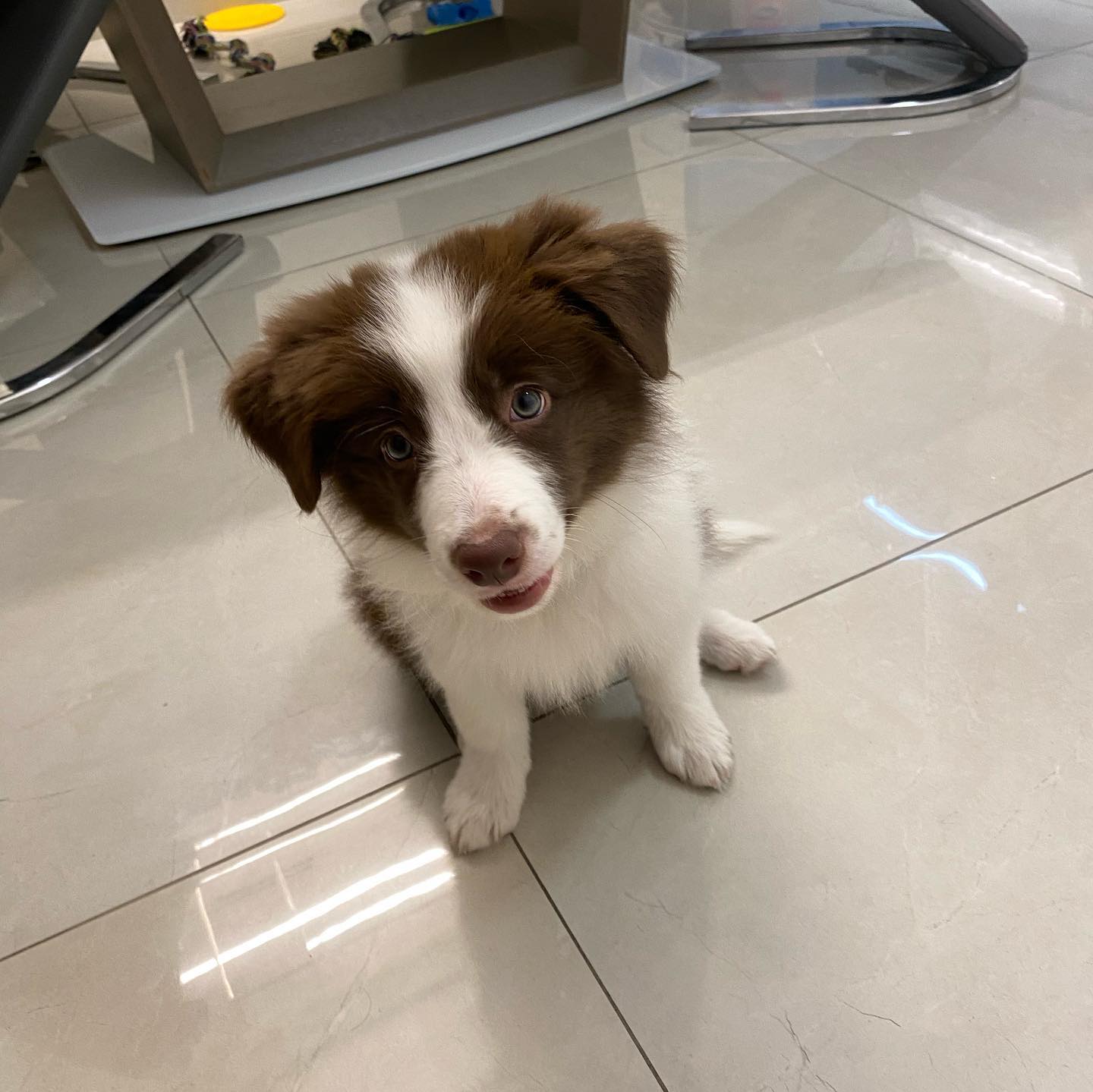 luna_brown_border.collie_1724967830_3445602353735054939_68883926732 luna_brown_border.collie_1724967830_3445602353735054939_68883926732
