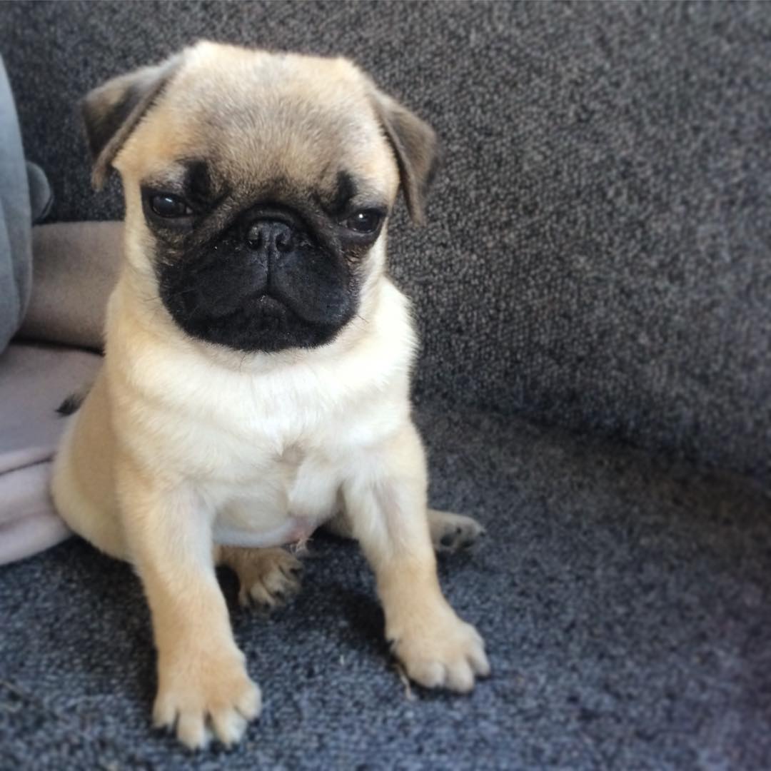 pirate_the_pug_puppy4