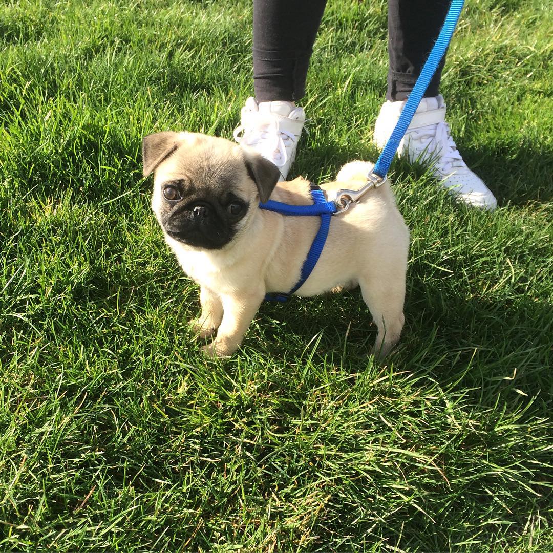 pirate_the_pug_puppy6 pirate_the_pug_puppy6