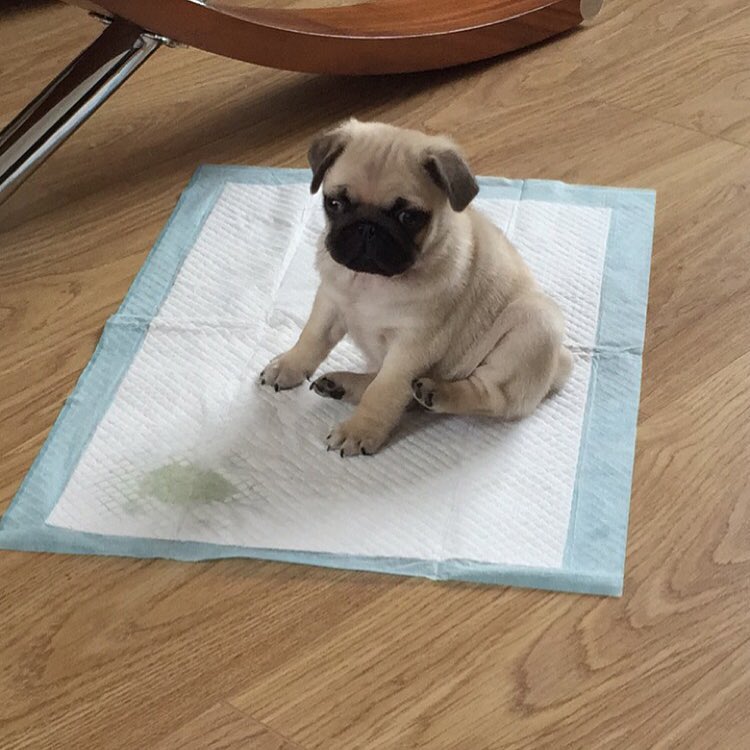 ralph_plank_the_pug_11420423_478245228998465_769232027_n ralph_plank_the_pug_11420423_478245228998465_769232027_n