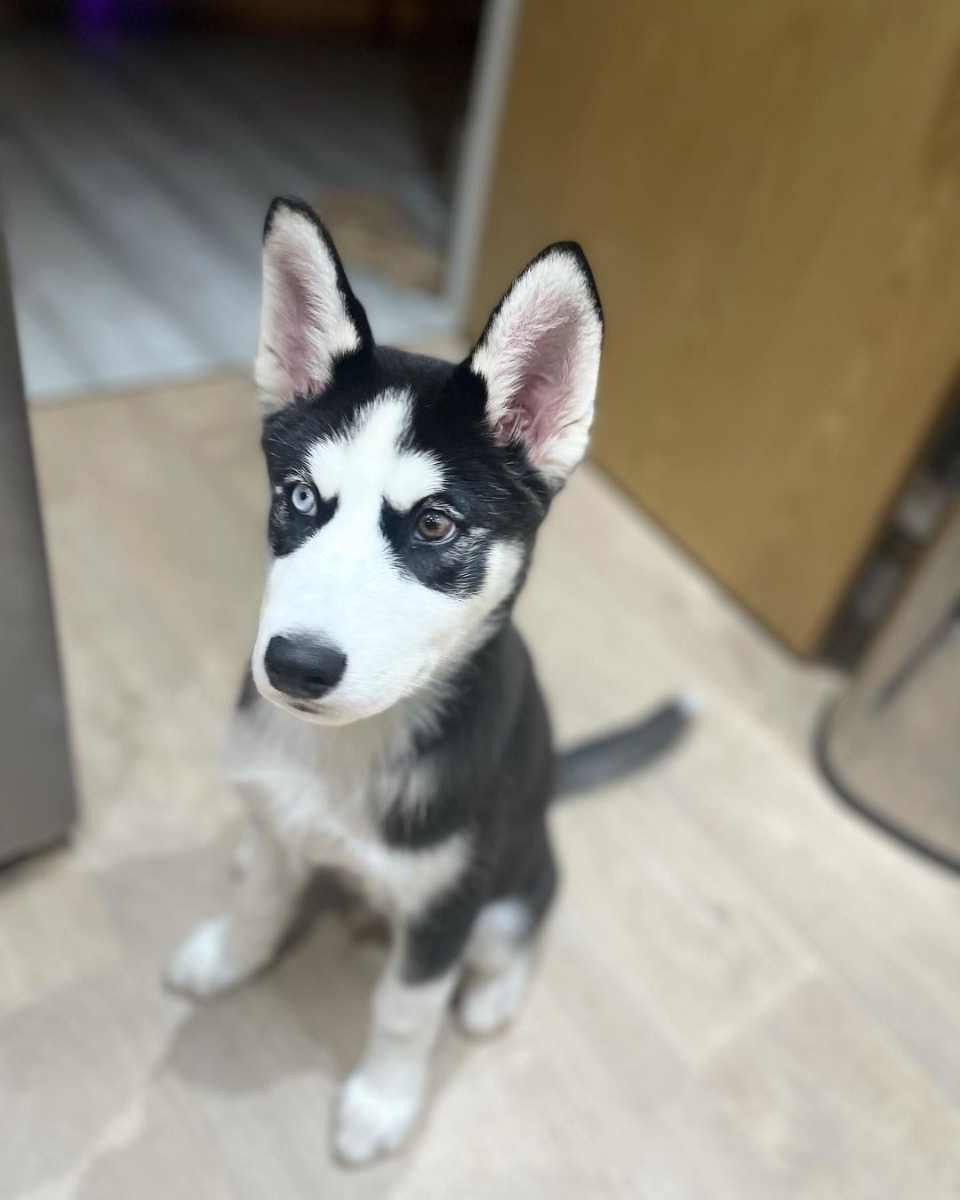 sterling the husky9 sterling the husky9