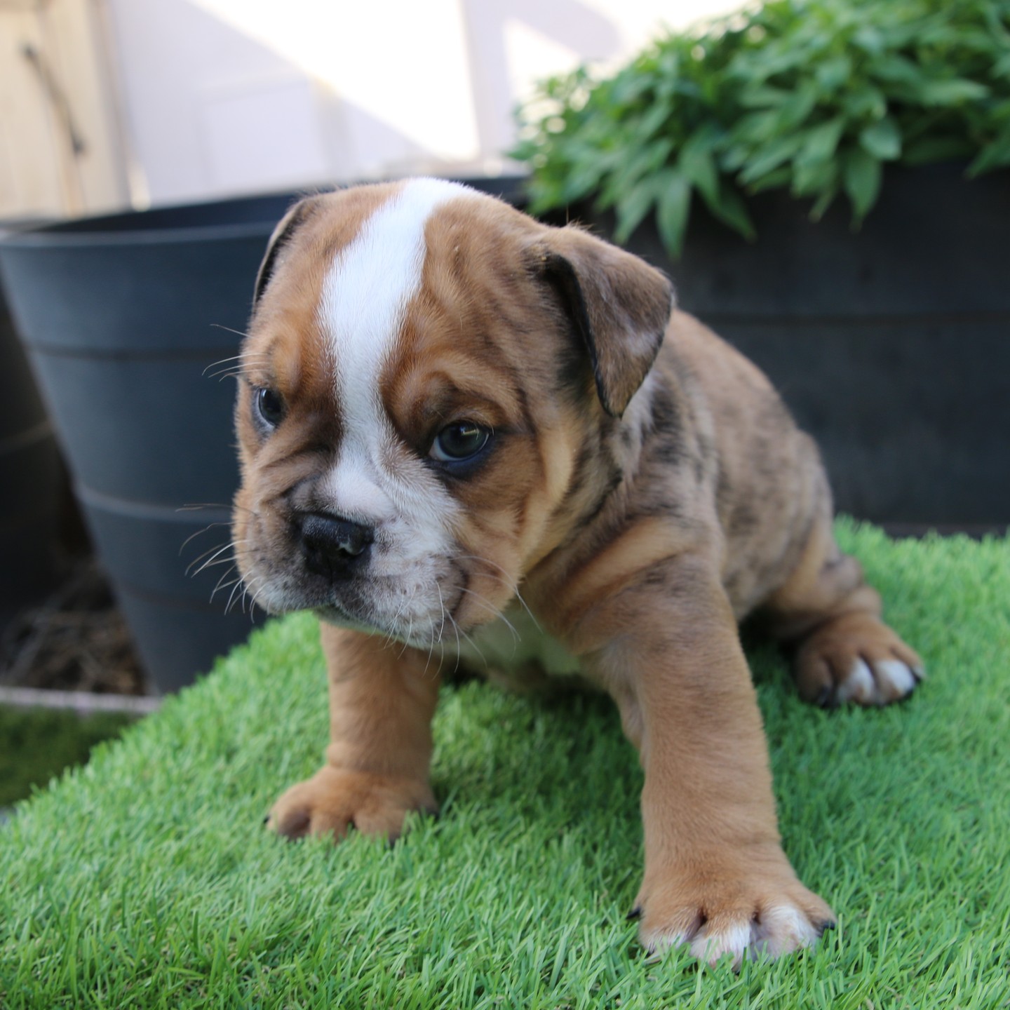 vista_regal_bulldogs_1669415671_2979597071655033737_56741290146